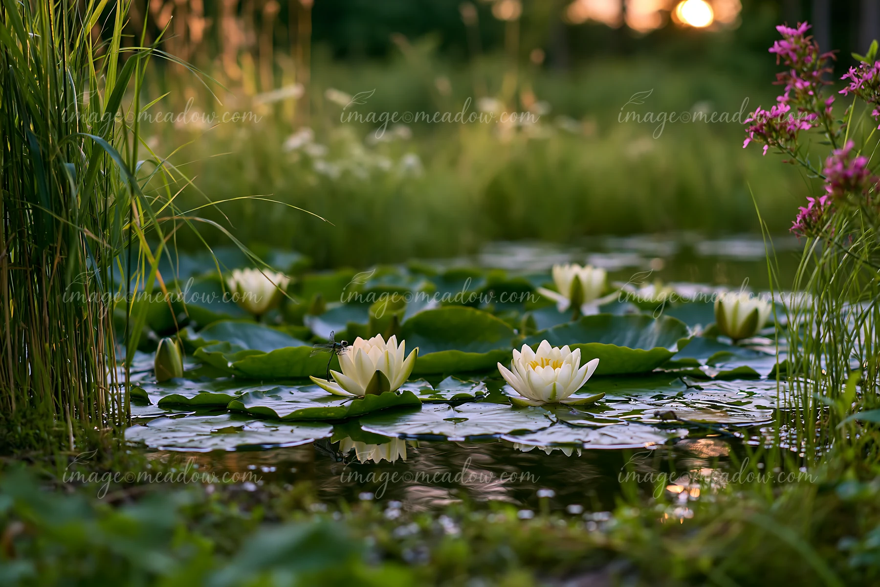 A small pond with white water lilies floats among lush green plants.