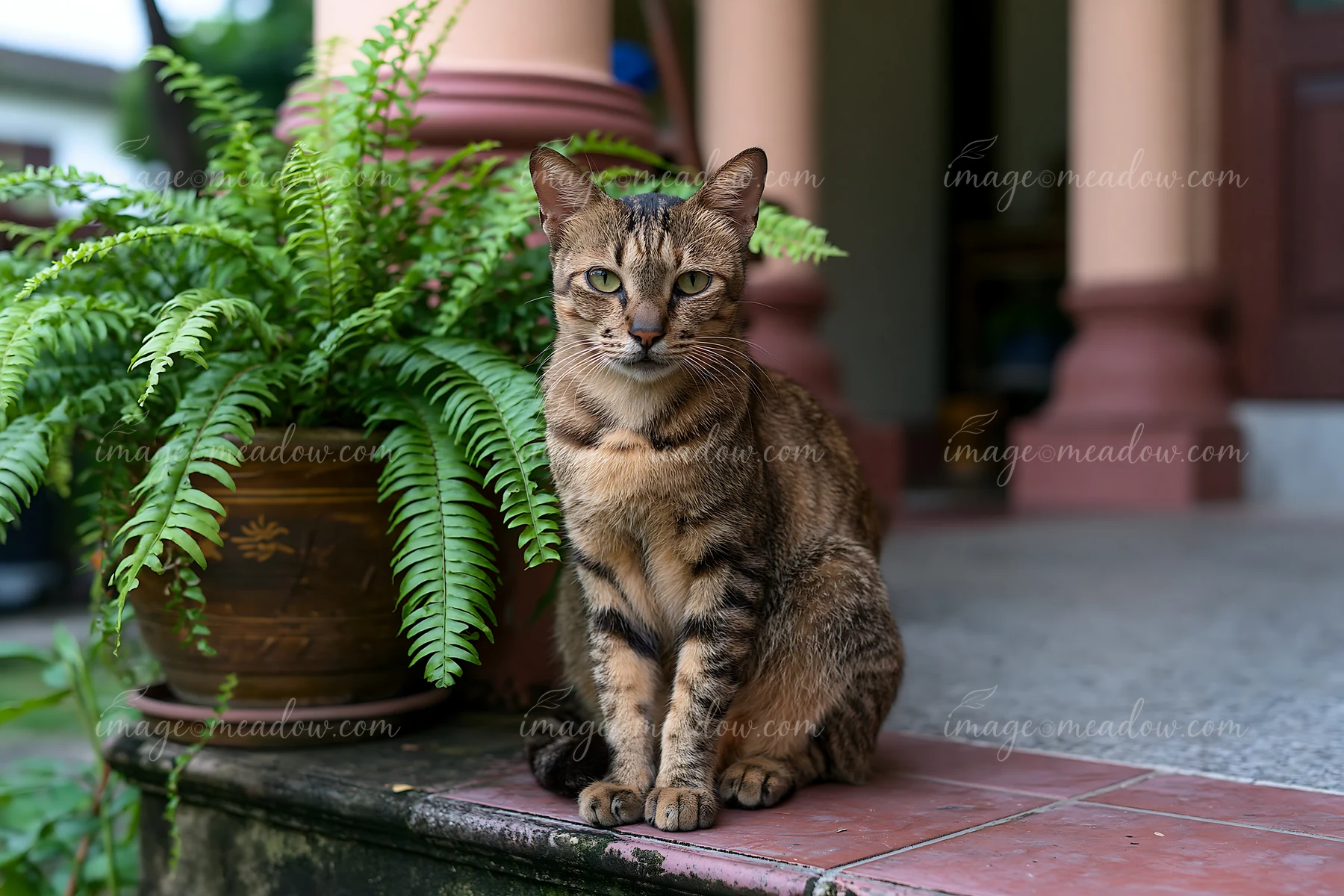 A Suphalak cat sits on a stone step beside a green potted plant.