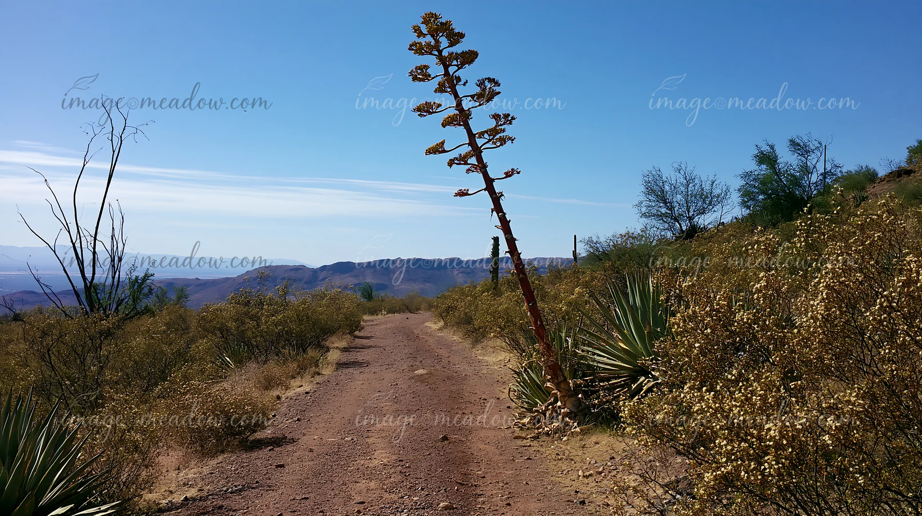 A tall agave flower stalk stands on a dirt road in a desert area.