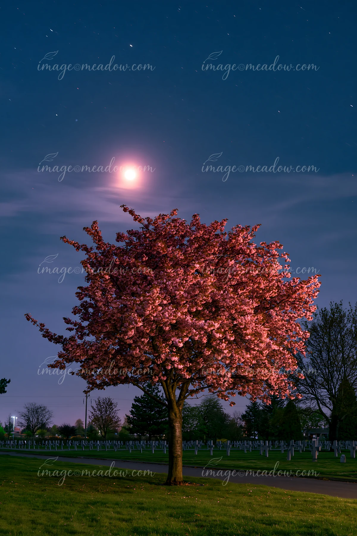 A tree with pink flowers stands in a quiet war cemetery under a full moon and stars.