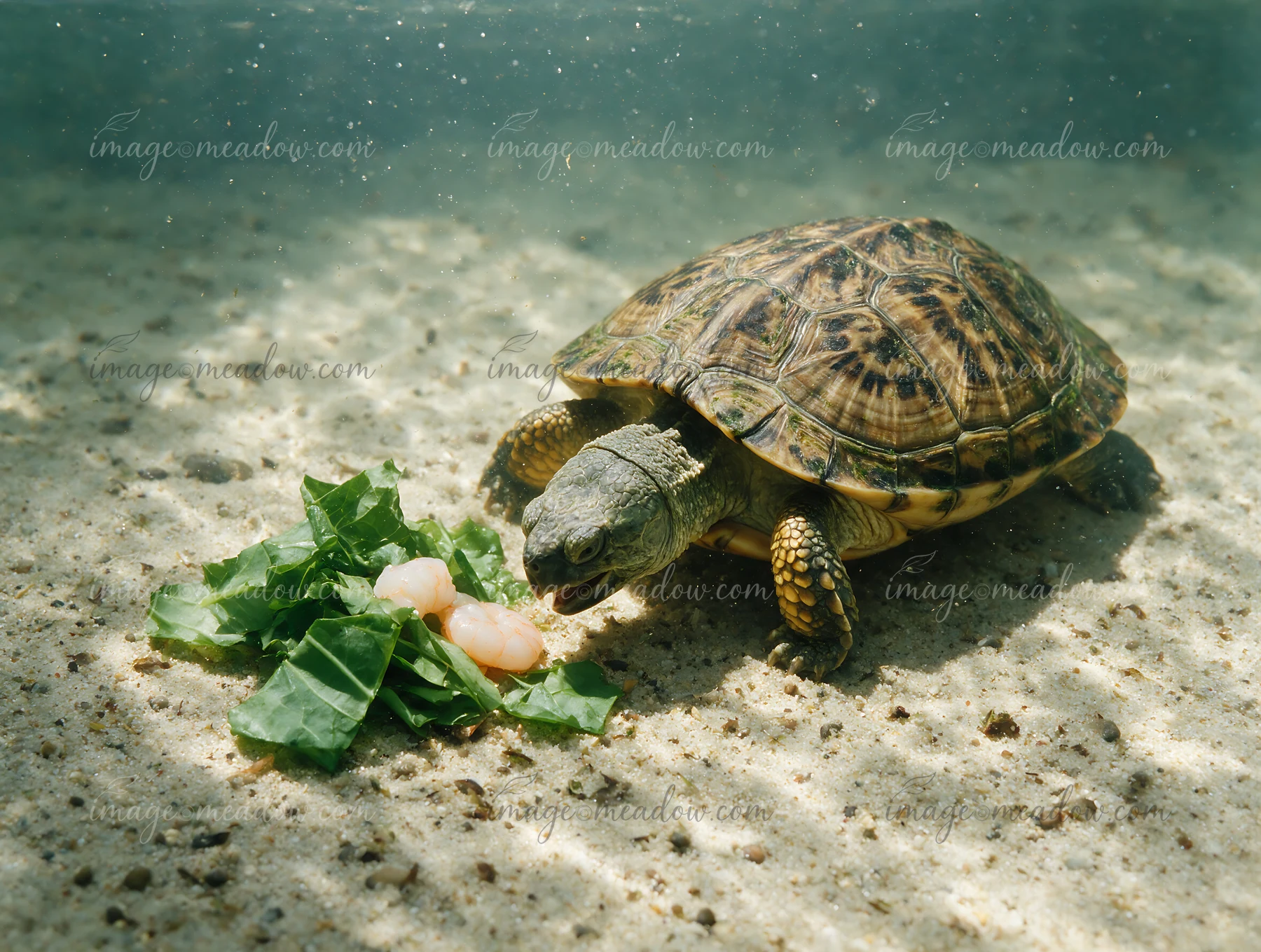 A turtle eats leafy greens and pale food on the sandy floor of an underwater aquarium tank.