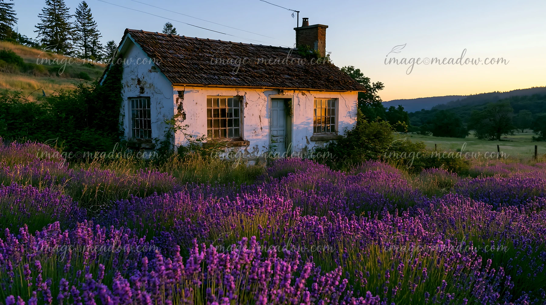 A white cottage with a weathered facade sits among blooming lavender in a rural setting at sunset.