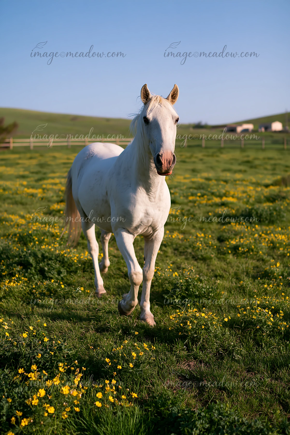 A white horse runs through a green pasture filled with yellow flowers under a clear blue sky.