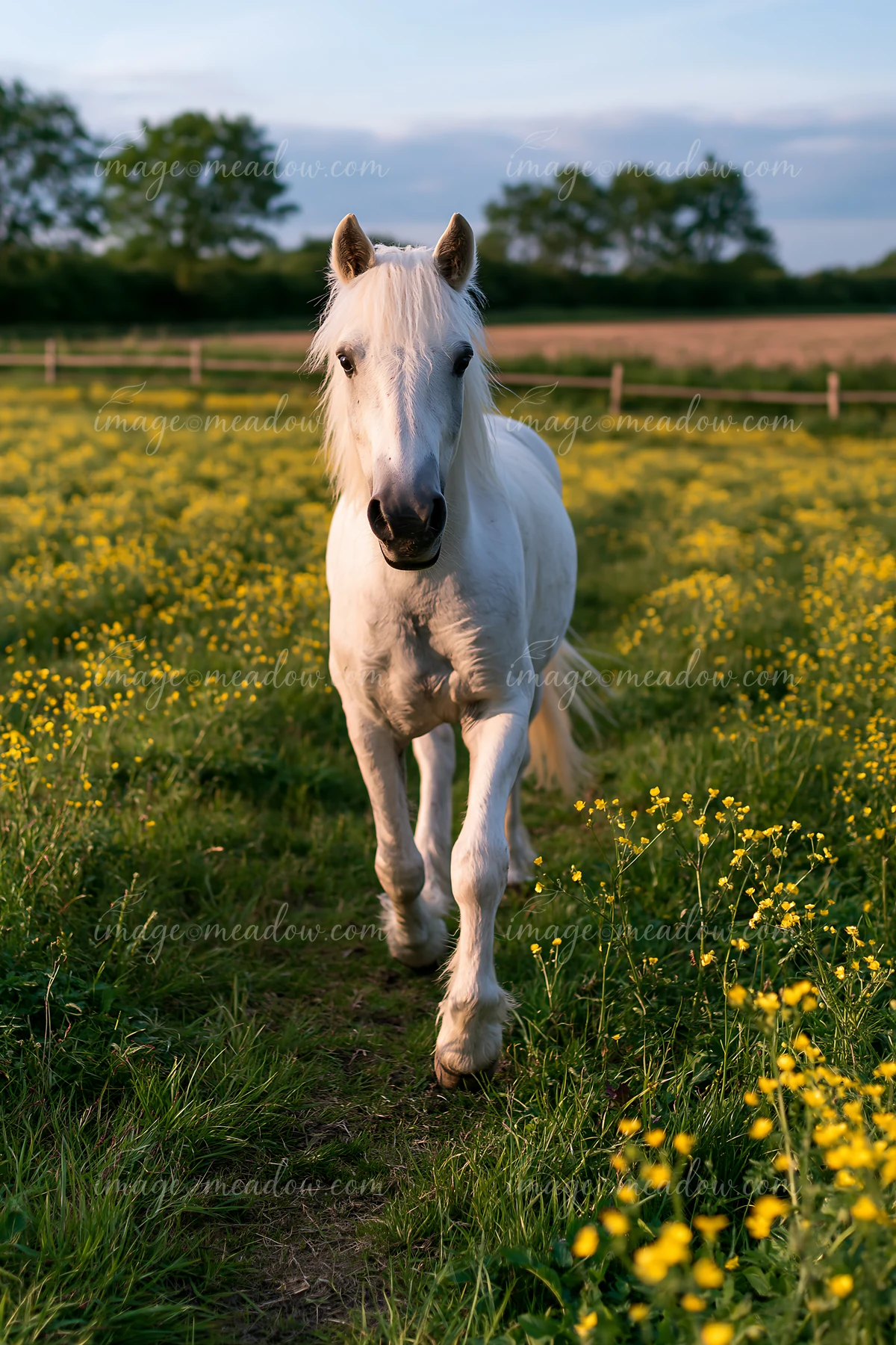 A white horse runs through a green pasture filled with yellow flowers under a clear sky.