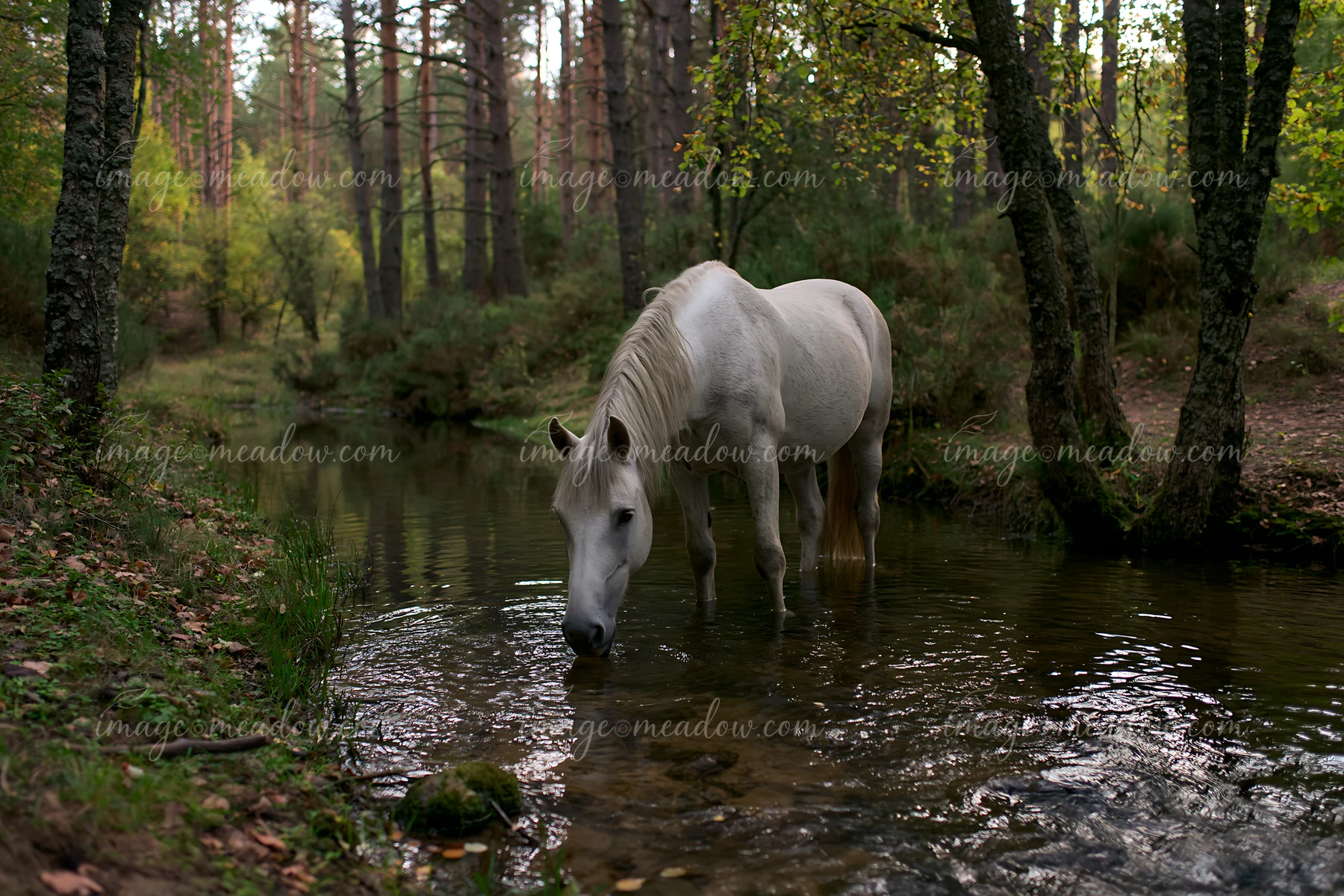 A white horse stands in shallow water near a stream surrounded by tall trees with autumn foliage.