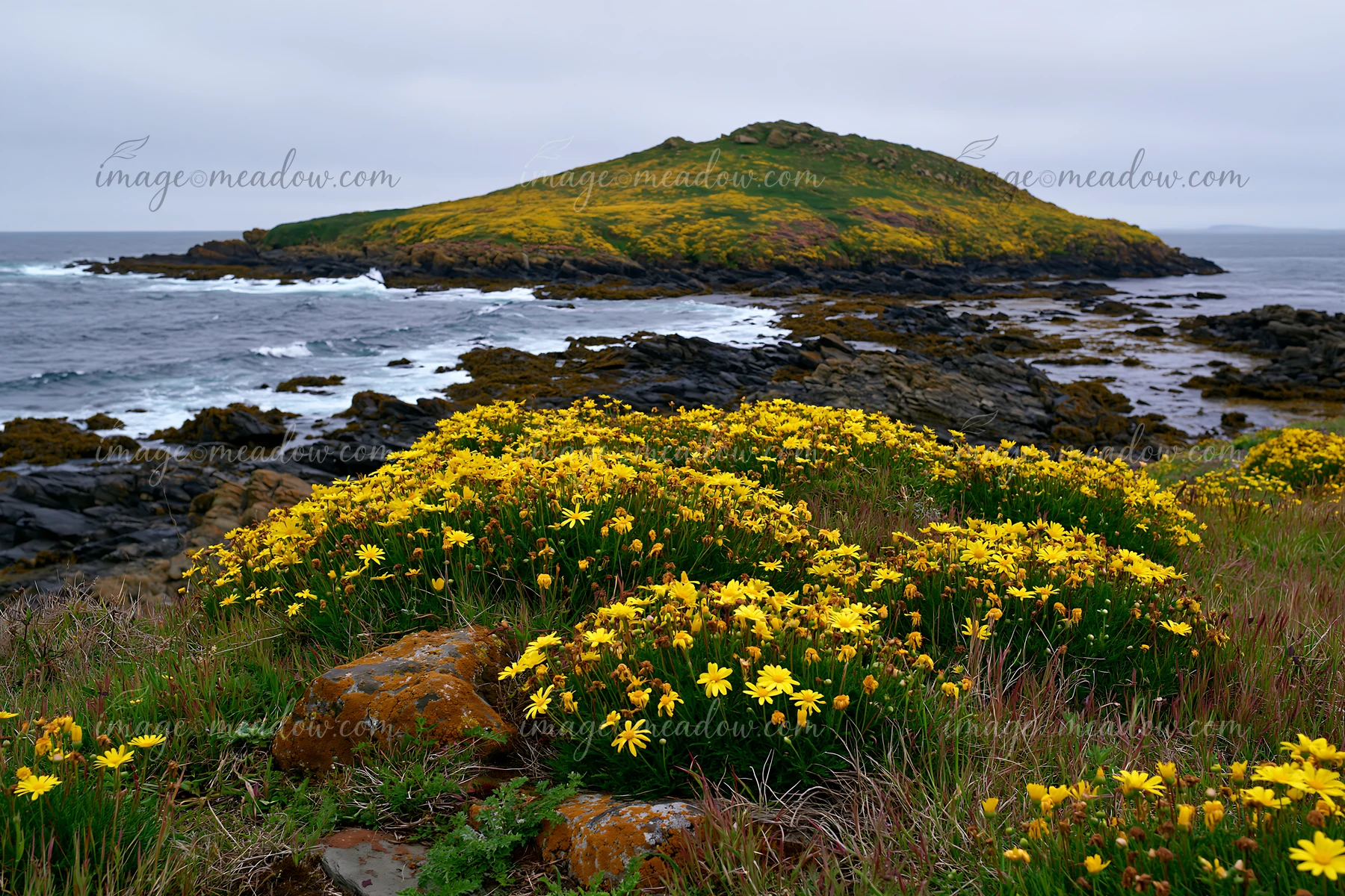 A wide view of flower-covered island landscape shows bright yellow flowers in the foreground with rocky terrain leading to an island covered in greenery under a