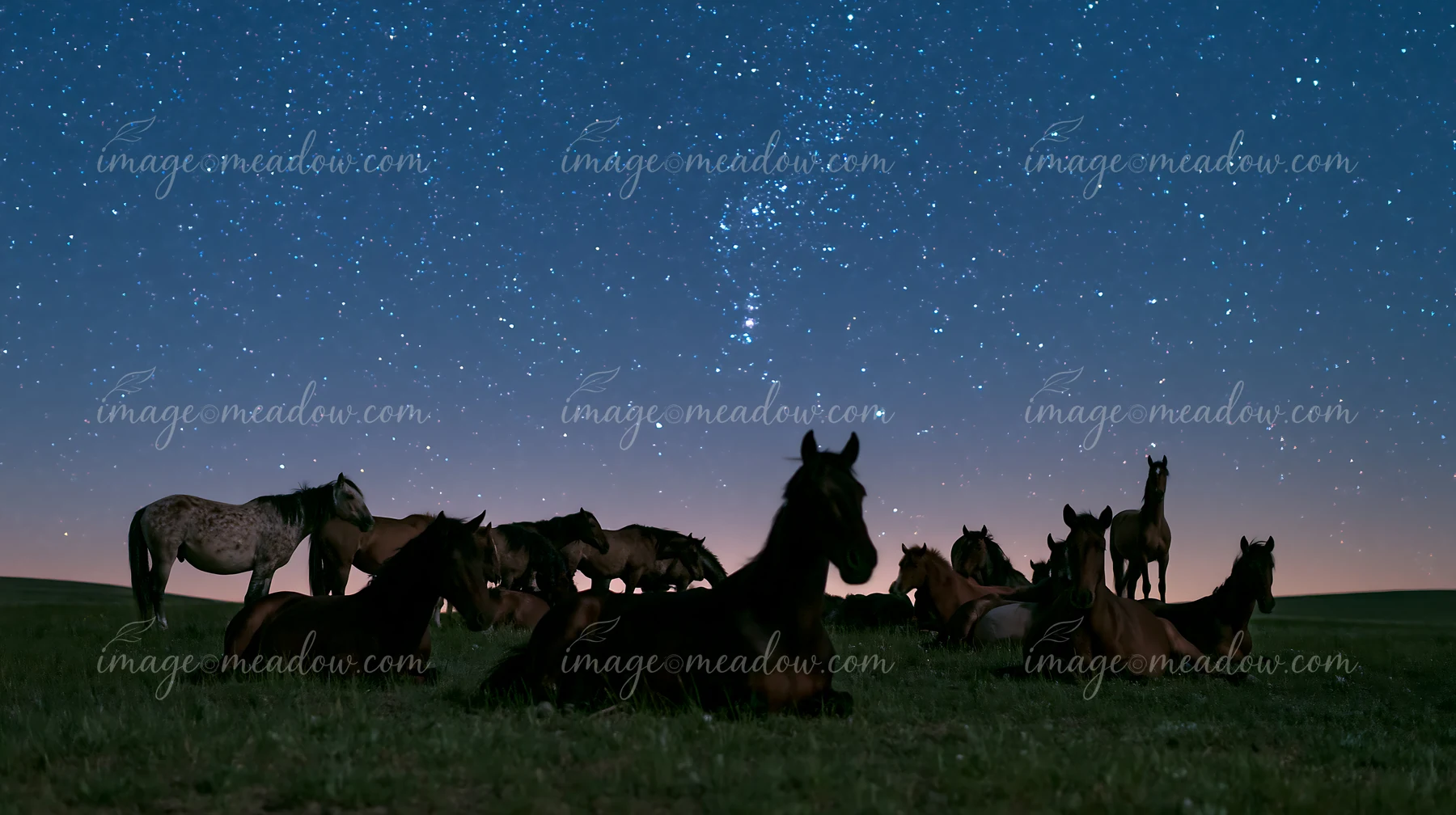 A wild horse herd is resting under a clear night sky filled with stars.