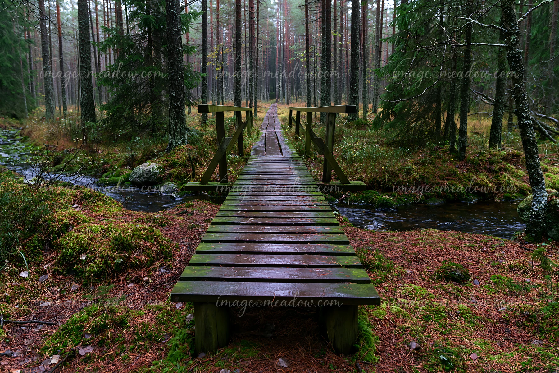 A wooden bridge crosses a small watercourse among pine trees in a dense forest.
