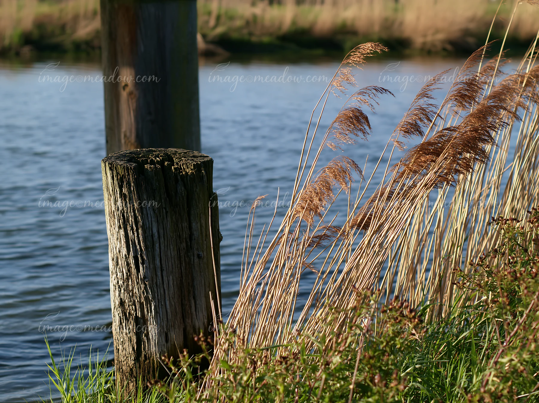 A wooden piling beneath a pier stands by the water's edge, surrounded by tall grass and reeds.