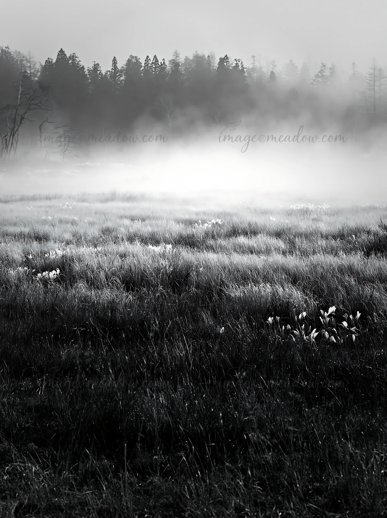A snowmelt meadow in Akita with silver grasses. Mist hangs low over the ground, and trees are faintly visible in the background. The setting suggests a transiti