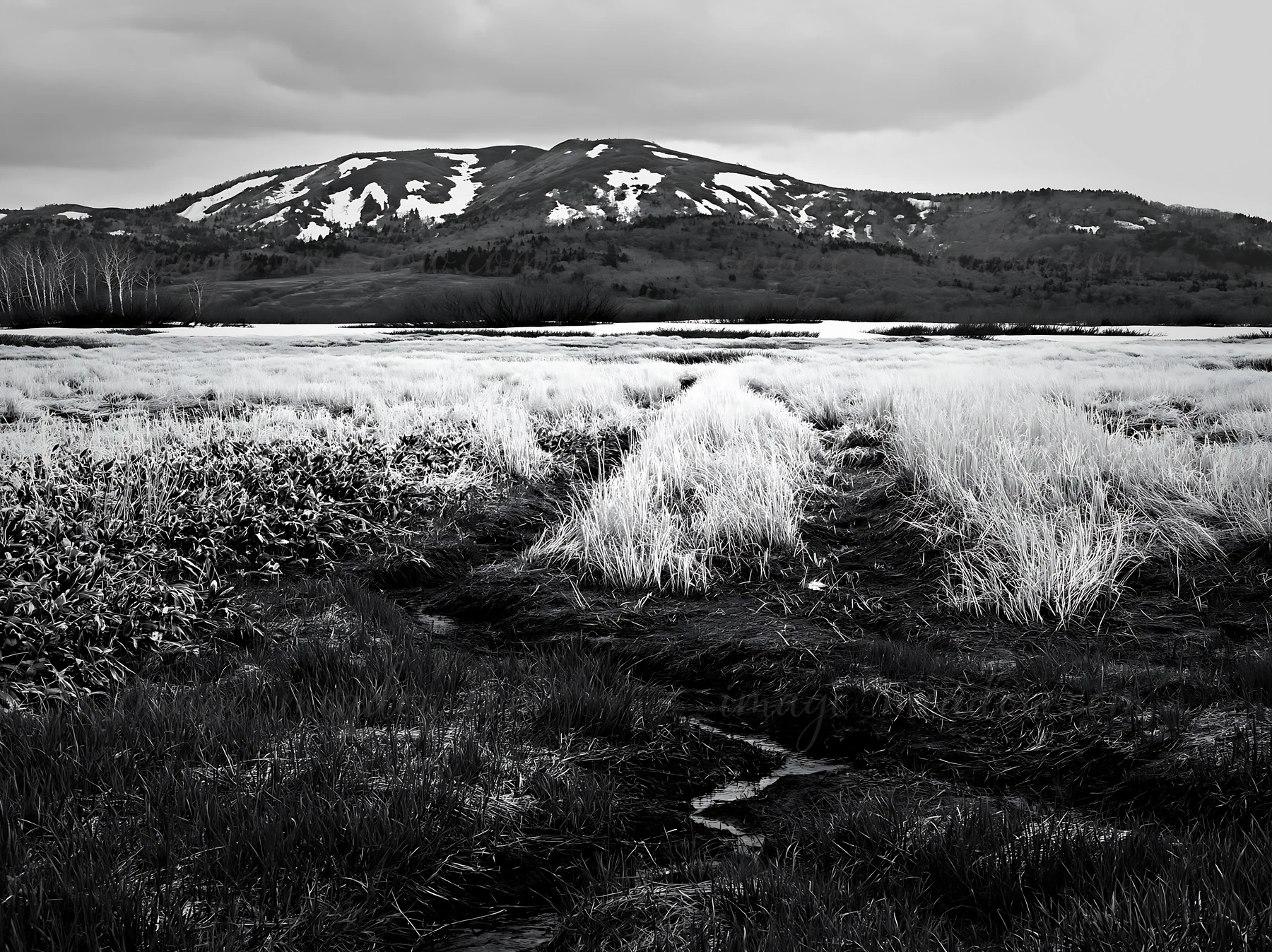 A snowmelt meadow in Akita features silver grasses and a distant mountain. The landscape shows remnants of snow on the mountain. The sky is overcast, hinting at