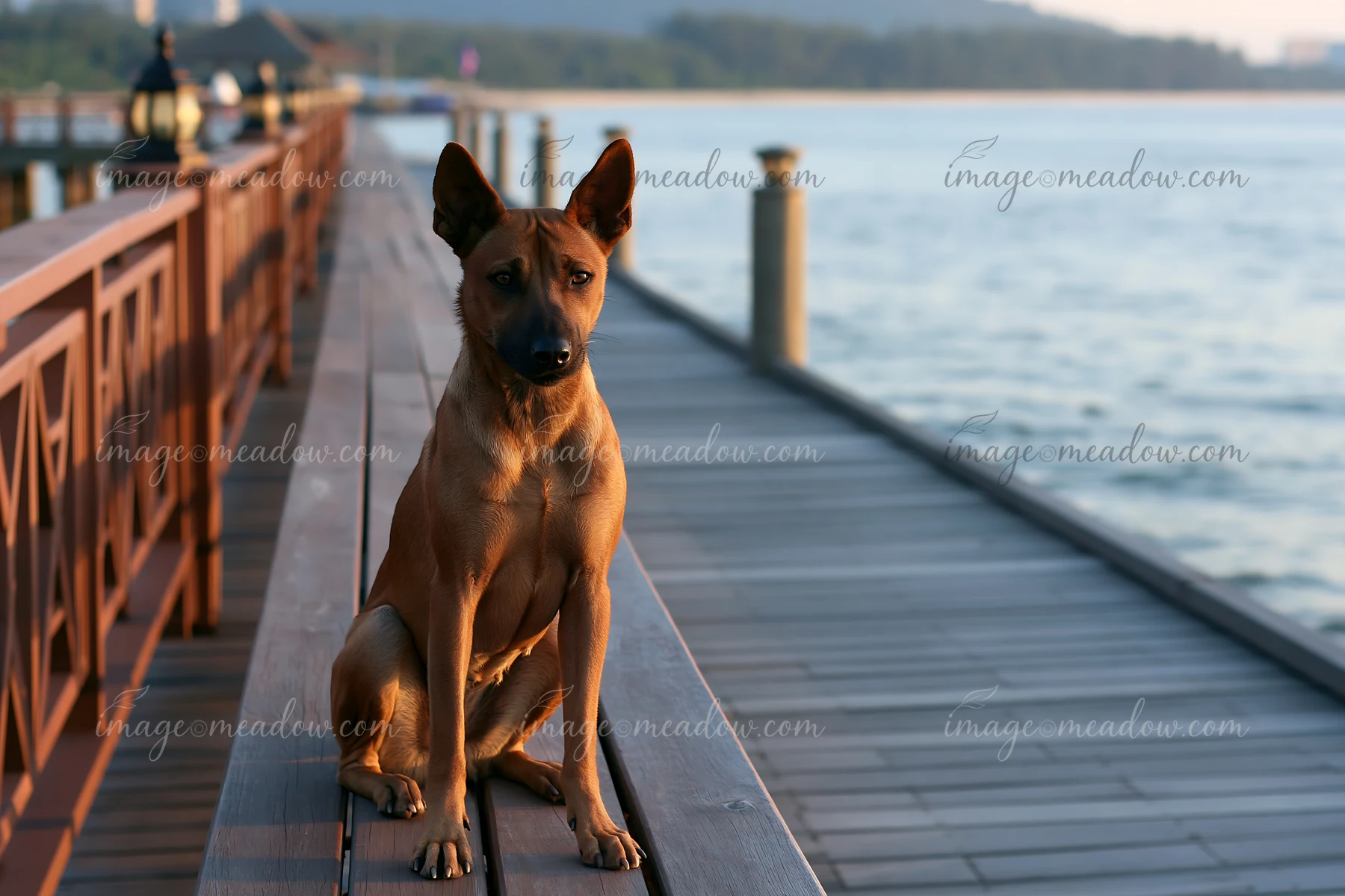 Alert short-haired dog sitting on a wooden boardwalk beside calm seaside water.