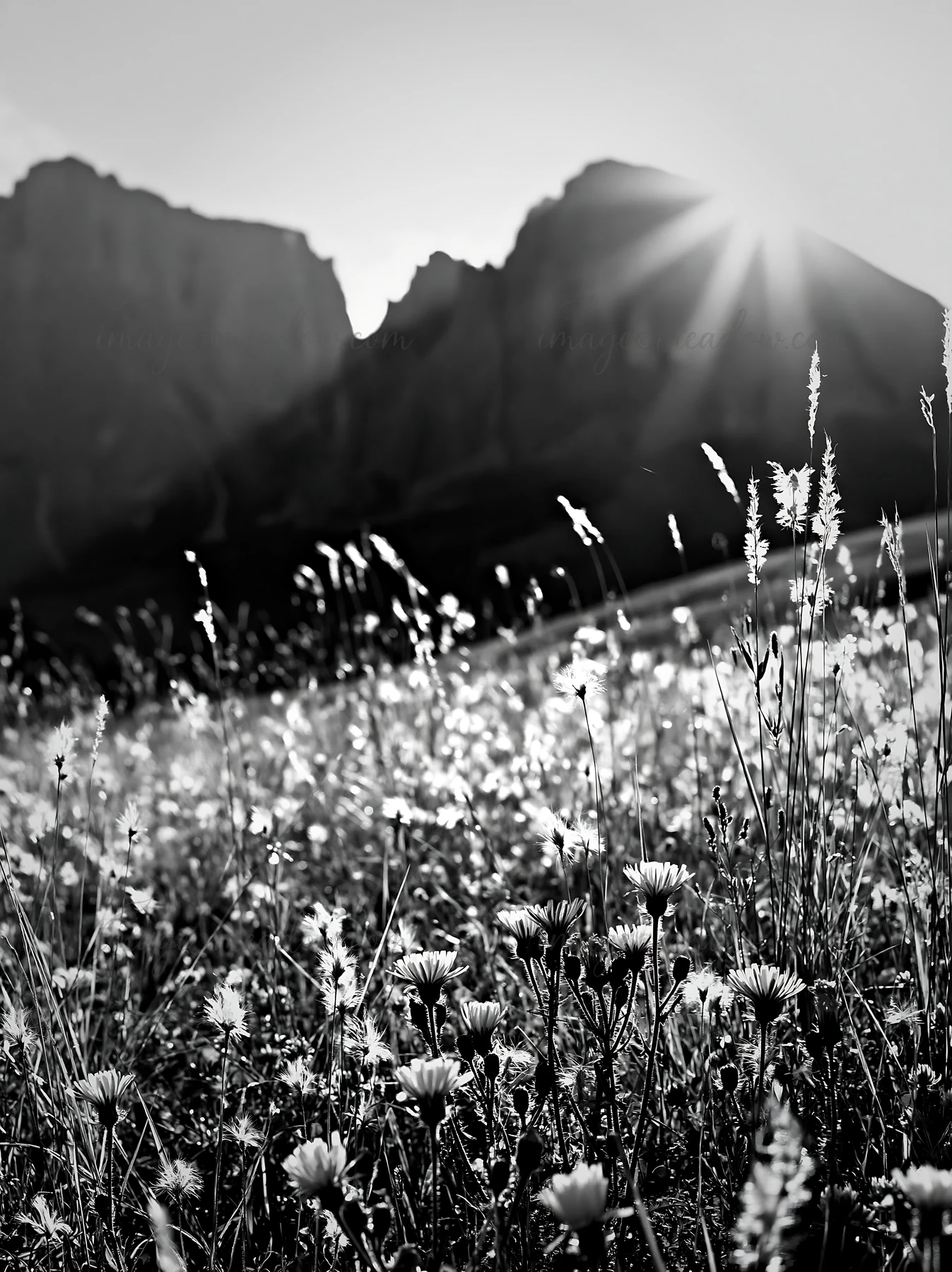 Sunlight shines on the Alpe di Siusi meadow. Wildflowers grow in the foreground, while mountains rise in the background. The scene captures the natural beauty o