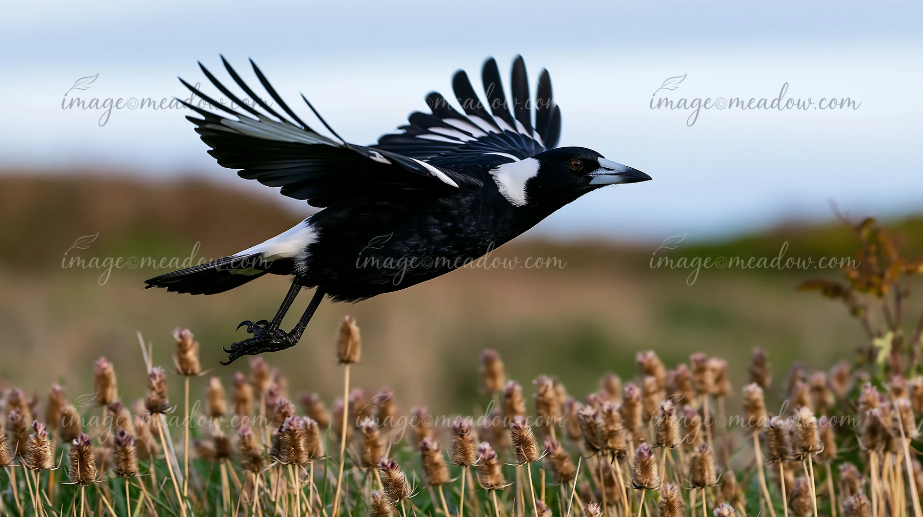 An Australian magpie flies over grassland while searching for food.
