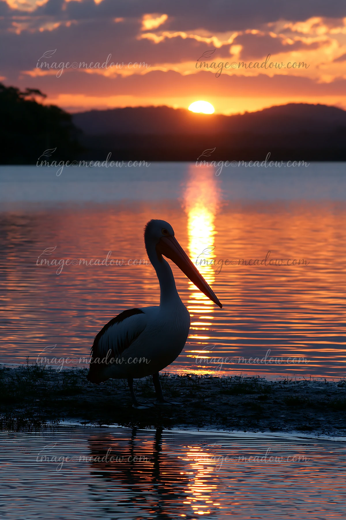 An Australian pelican on coastal lagoon stands in shallow water as the sun sets behind hills.