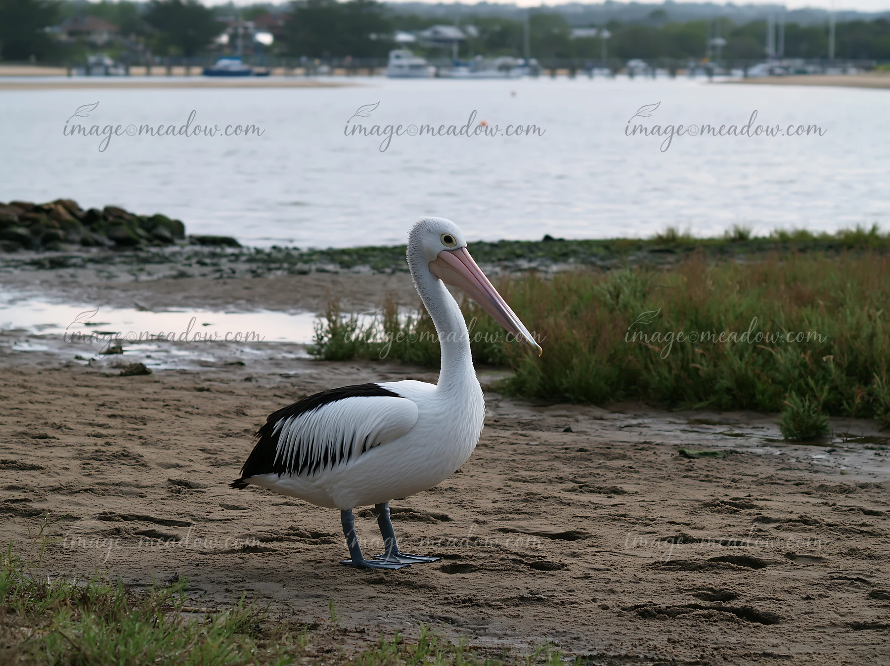 An Australian pelican on coastal lagoon waits near the water's edge at low tide.