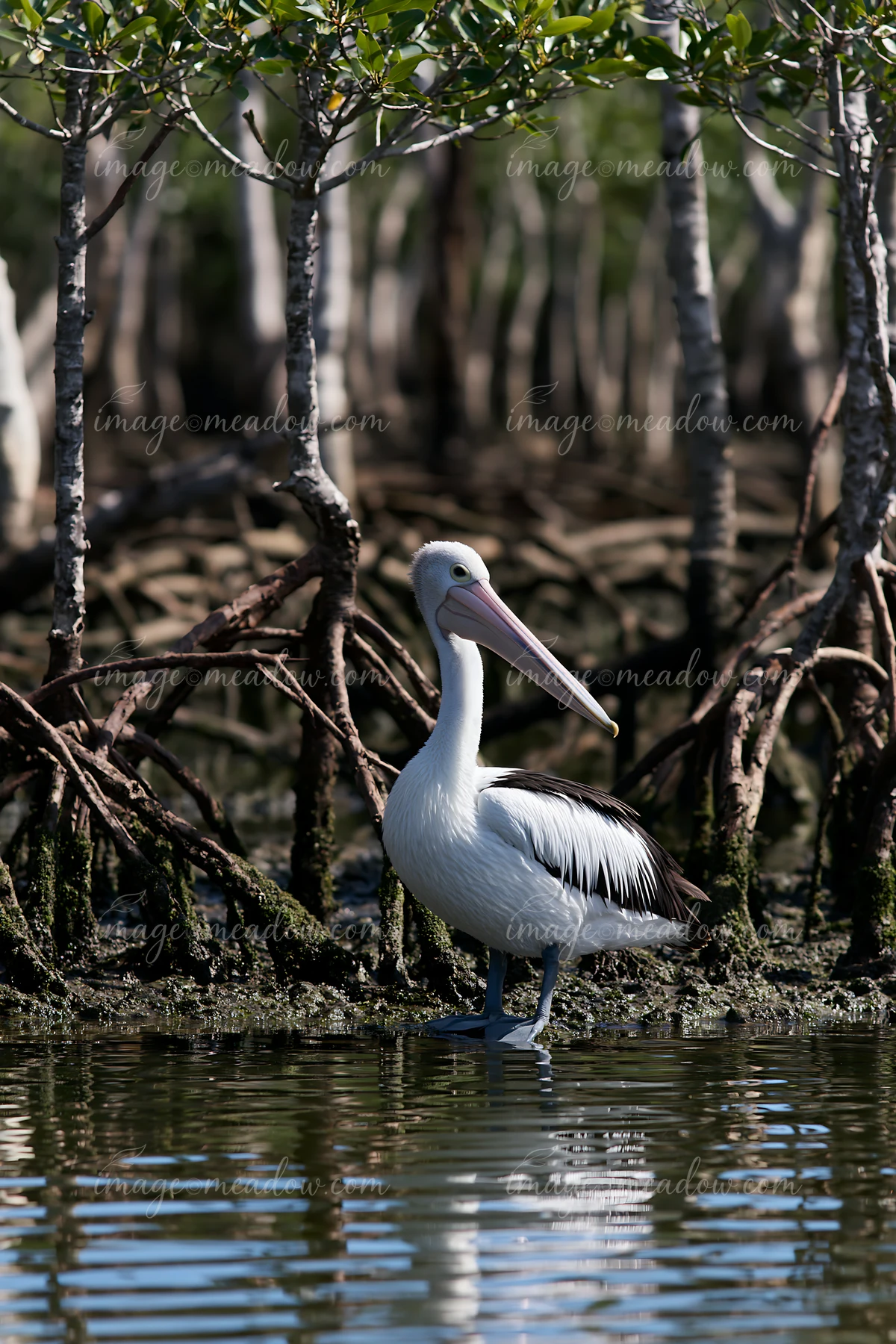 An Australian pelican stands in a coastal lagoon surrounded by mangroves.