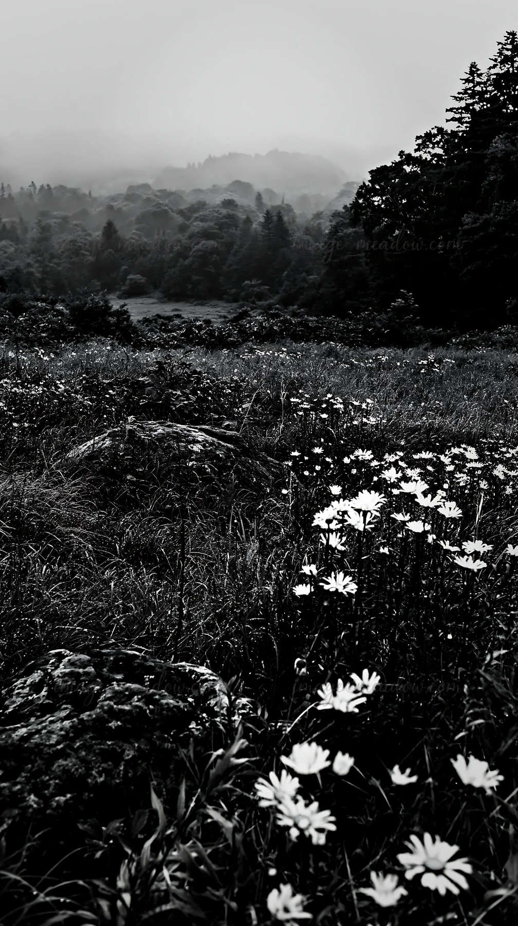 A boulder in a meadow in Aomori, with wildflowers growing nearby. The landscape features green trees and a foggy backdrop in a natural setting. Presented as a p