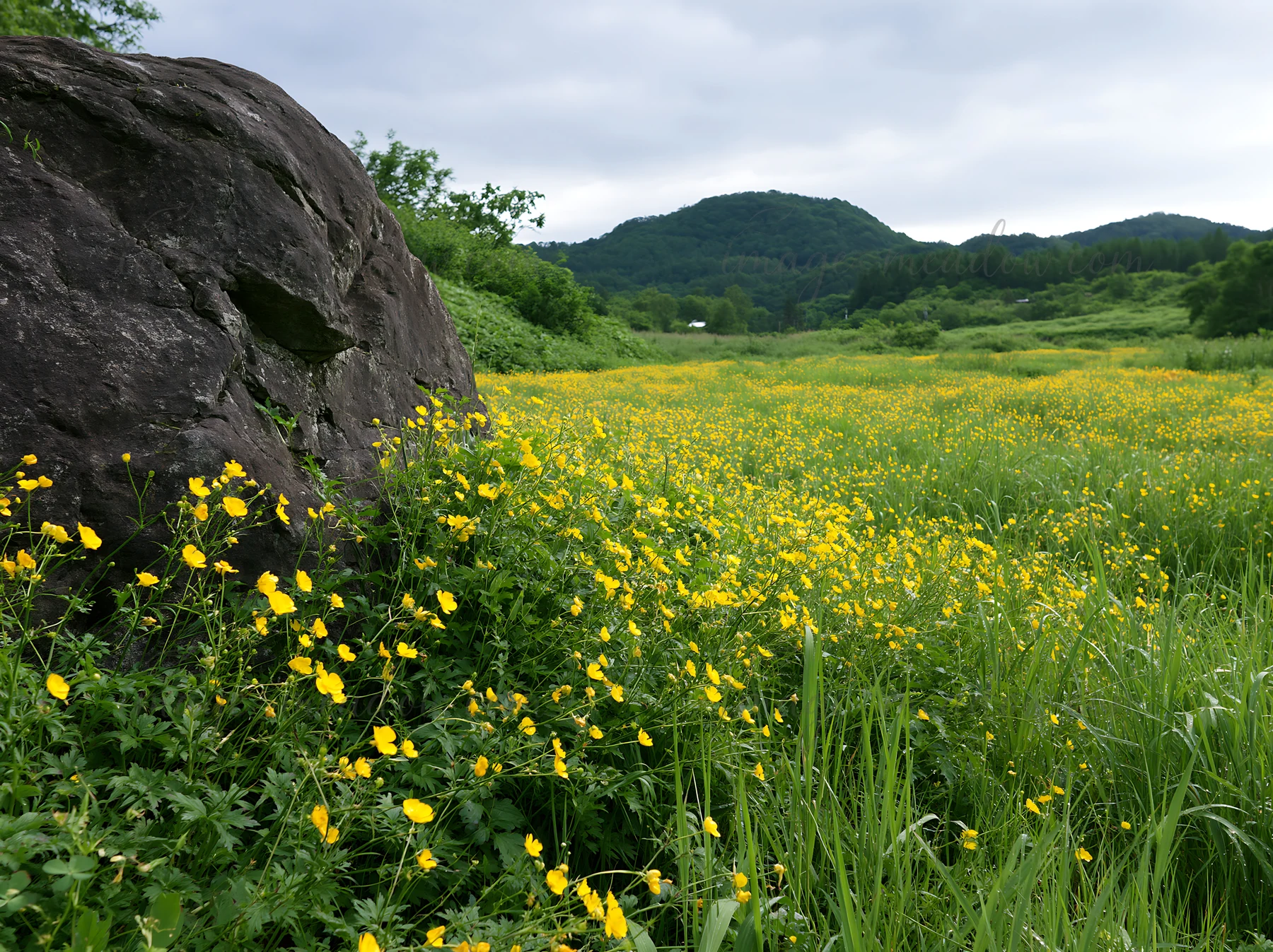 A view of a meadow in Aomori with a large boulder and yellow flowers. The scene shows green grass and distant hills under cloudy skies, demonstrating a natural