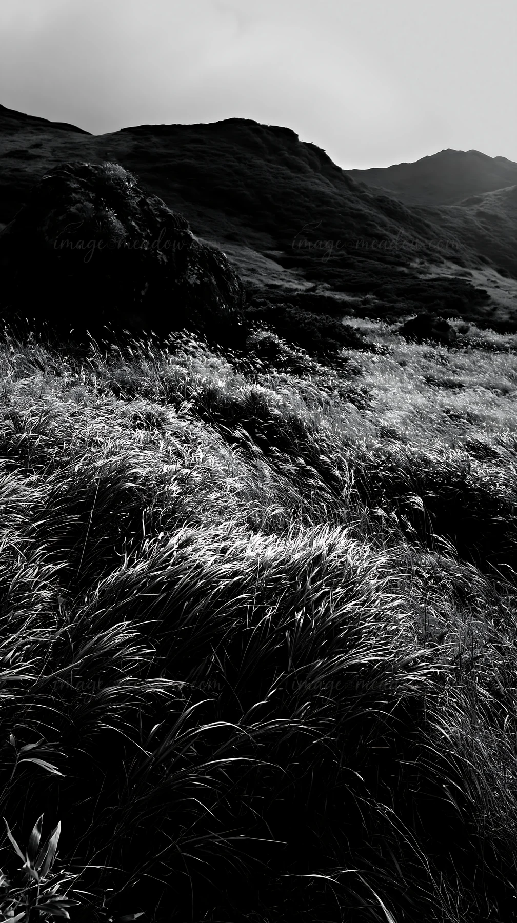 A boulder is present among tall grass in a meadow in Aomori. The lighting highlights the textures of the grass and rock, creating a natural scene under a cloudy