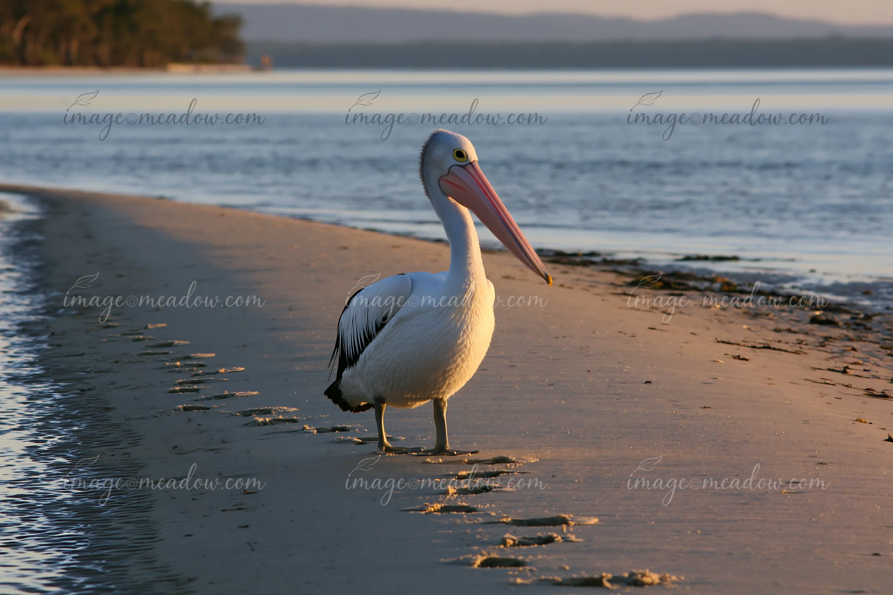Australian pelican standing on a sandy shore beside calm coastal lagoon water at sunset