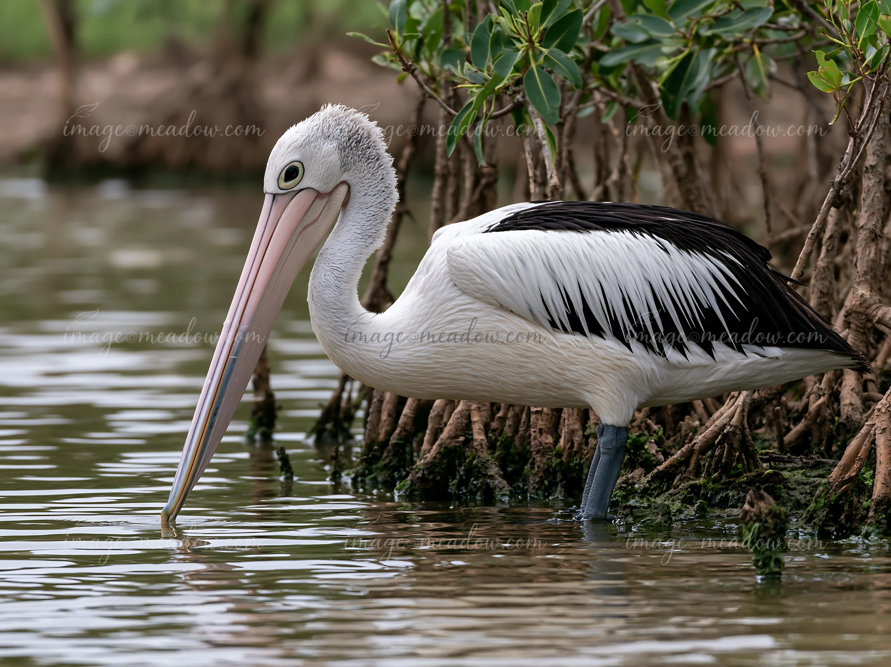 Australian pelican stands in coastal lagoon water beside mangrove roots with its long bill lowered.