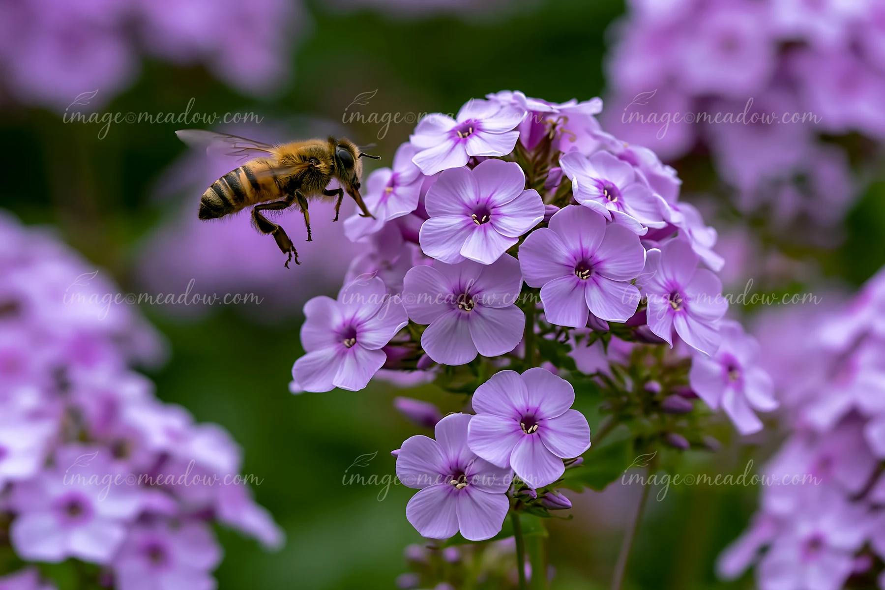 Bees gather nectar from vibrant phlox flowers in a cottage garden.