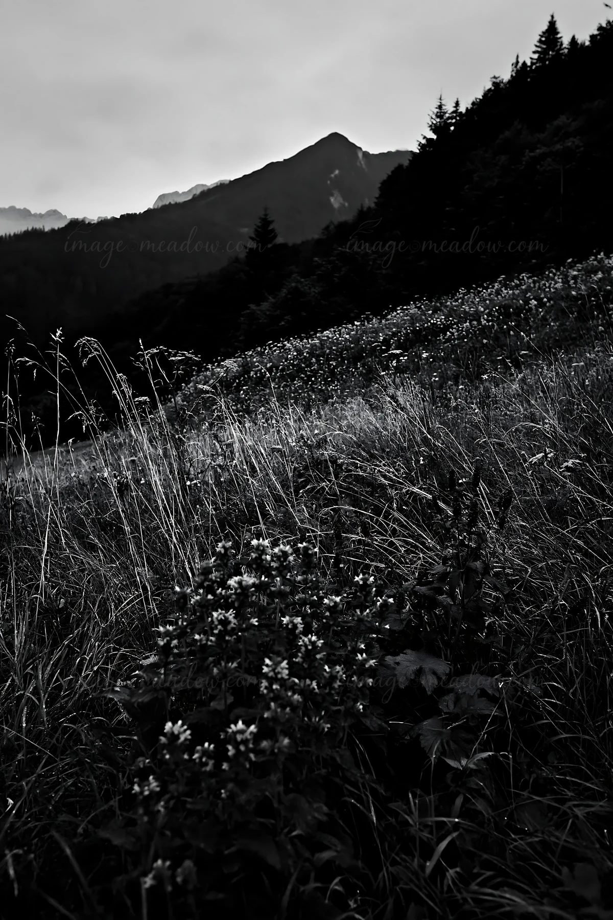 A diverse meadow filled with various plants and flowers sits in the foreground. The mountains rise in the background under a cloudy sky, creating a natural land
