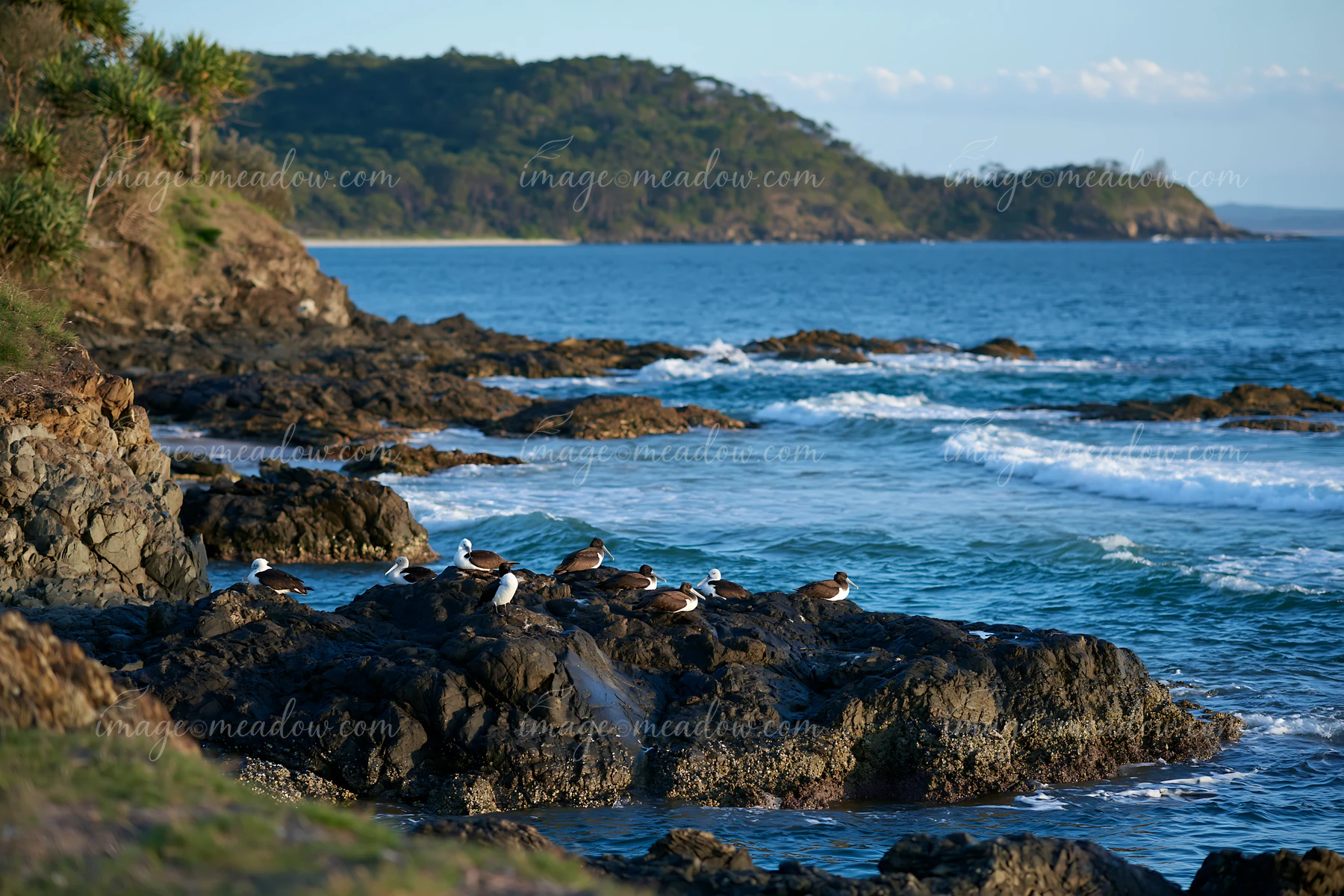 Birds rest on rocky outcrops along a coastline with protected marine habitat, as gentle waves lap at the shore under clear skies.