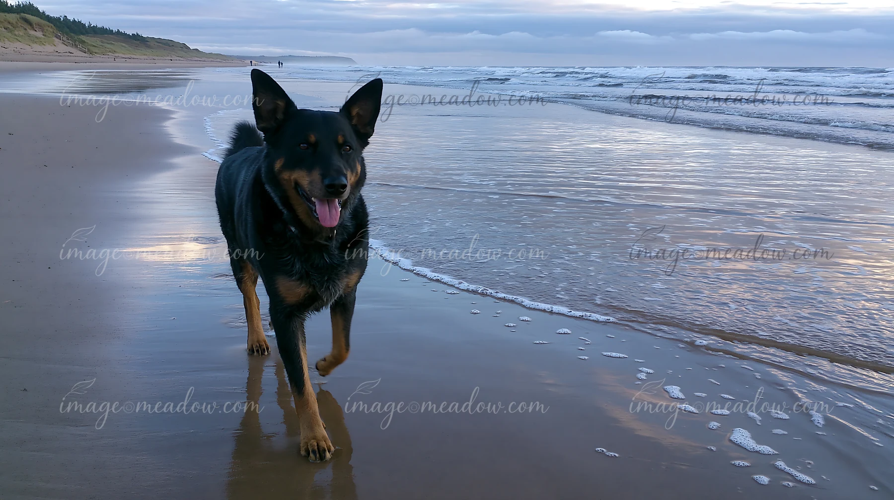Black and tan dog walking on wet sand beside waves at an overcast seaside beach.