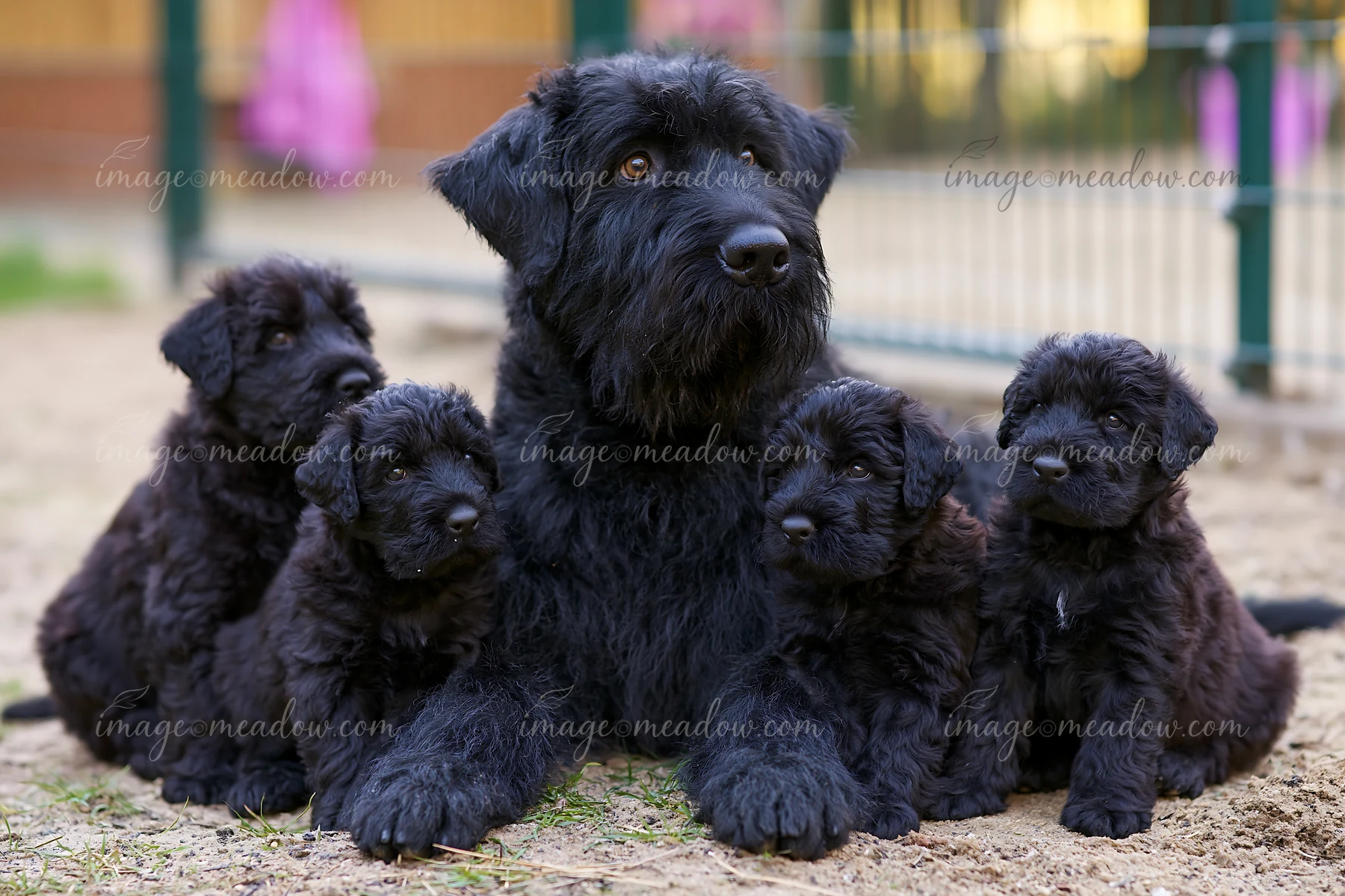 Black mother dog sits outdoors with four fluffy puppies in a close family portrait.