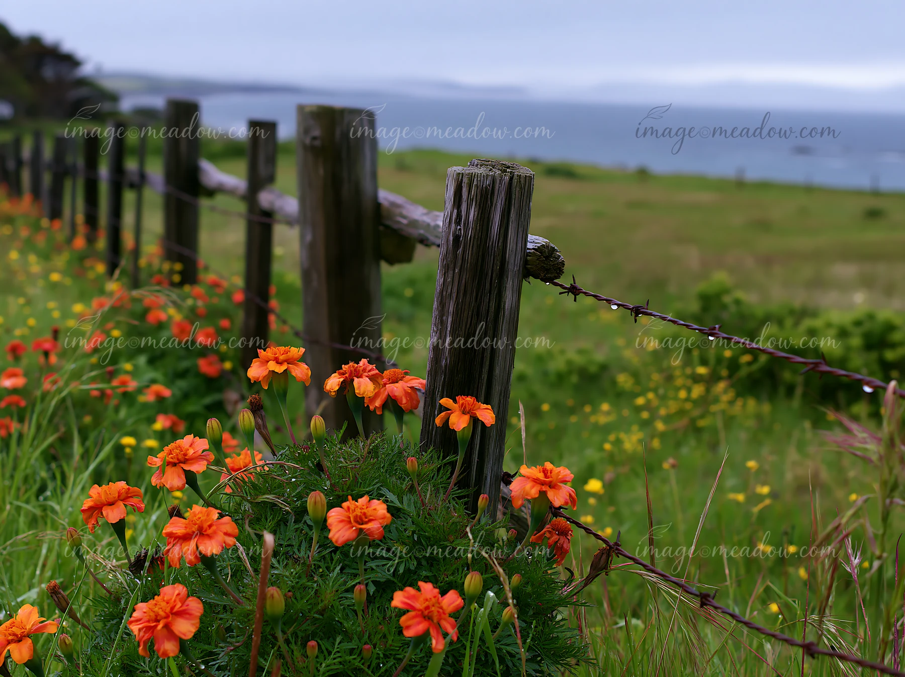 Bright orange flowers grow along a wooden fence on an island after rain.