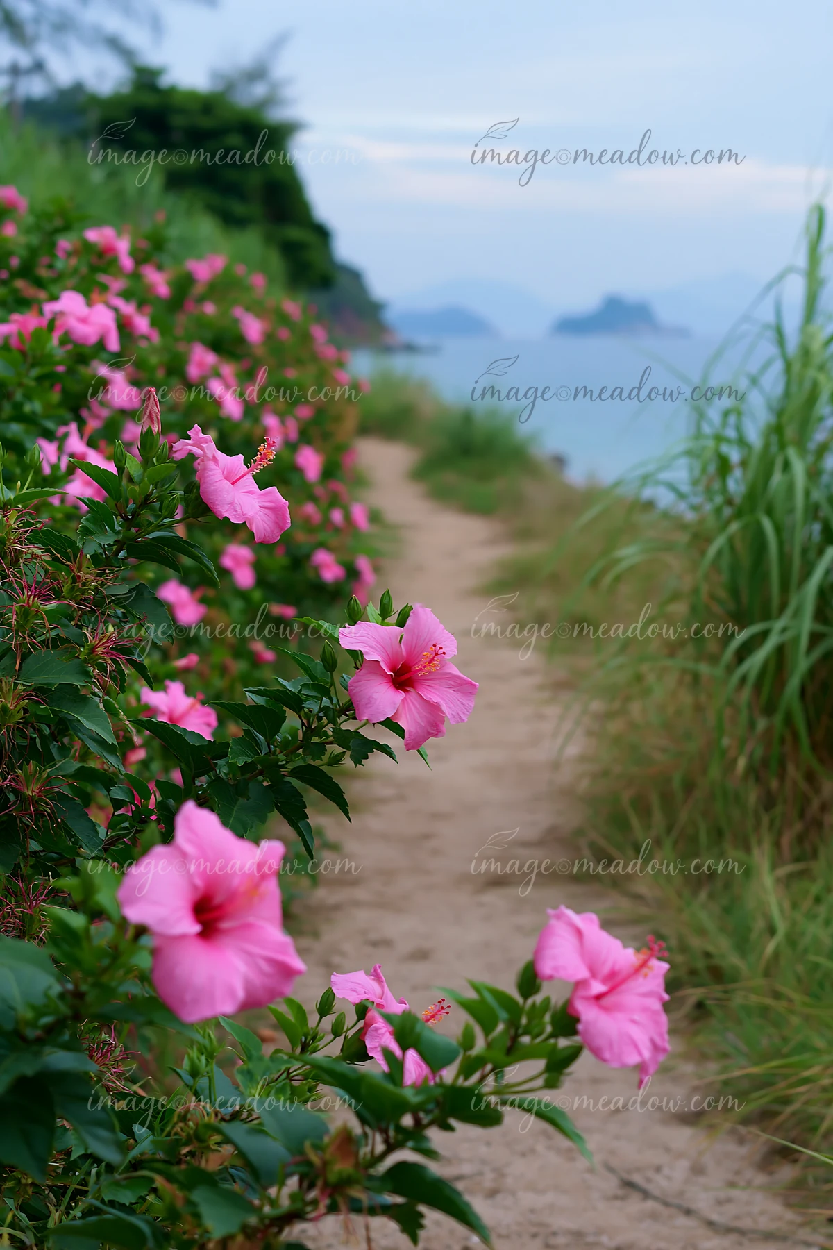Bright pink flowers grow along a sandy path leading to a coastal view.