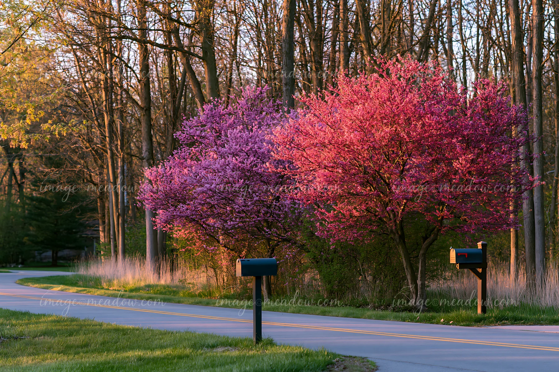 Bright pink trees line a country road, with mailboxes positioned nearby.