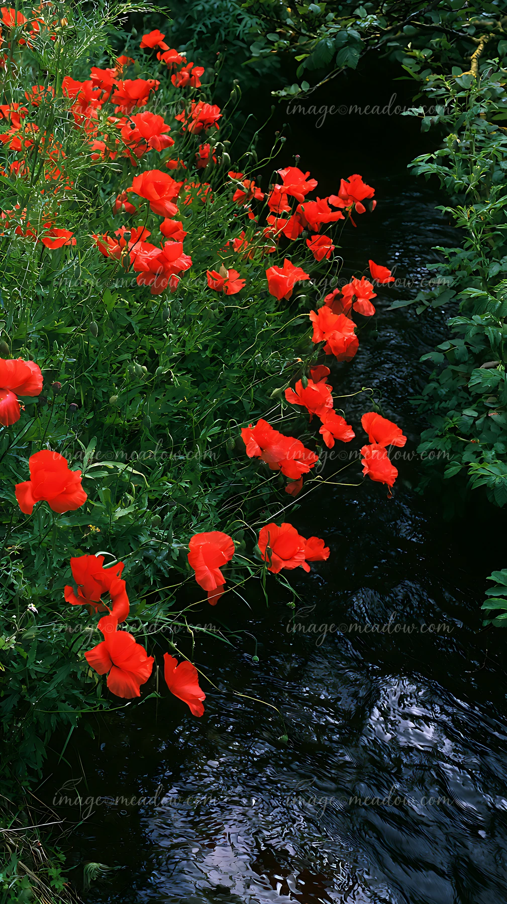 Bright red poppies bloom alongside a flow of water in meadow grass.