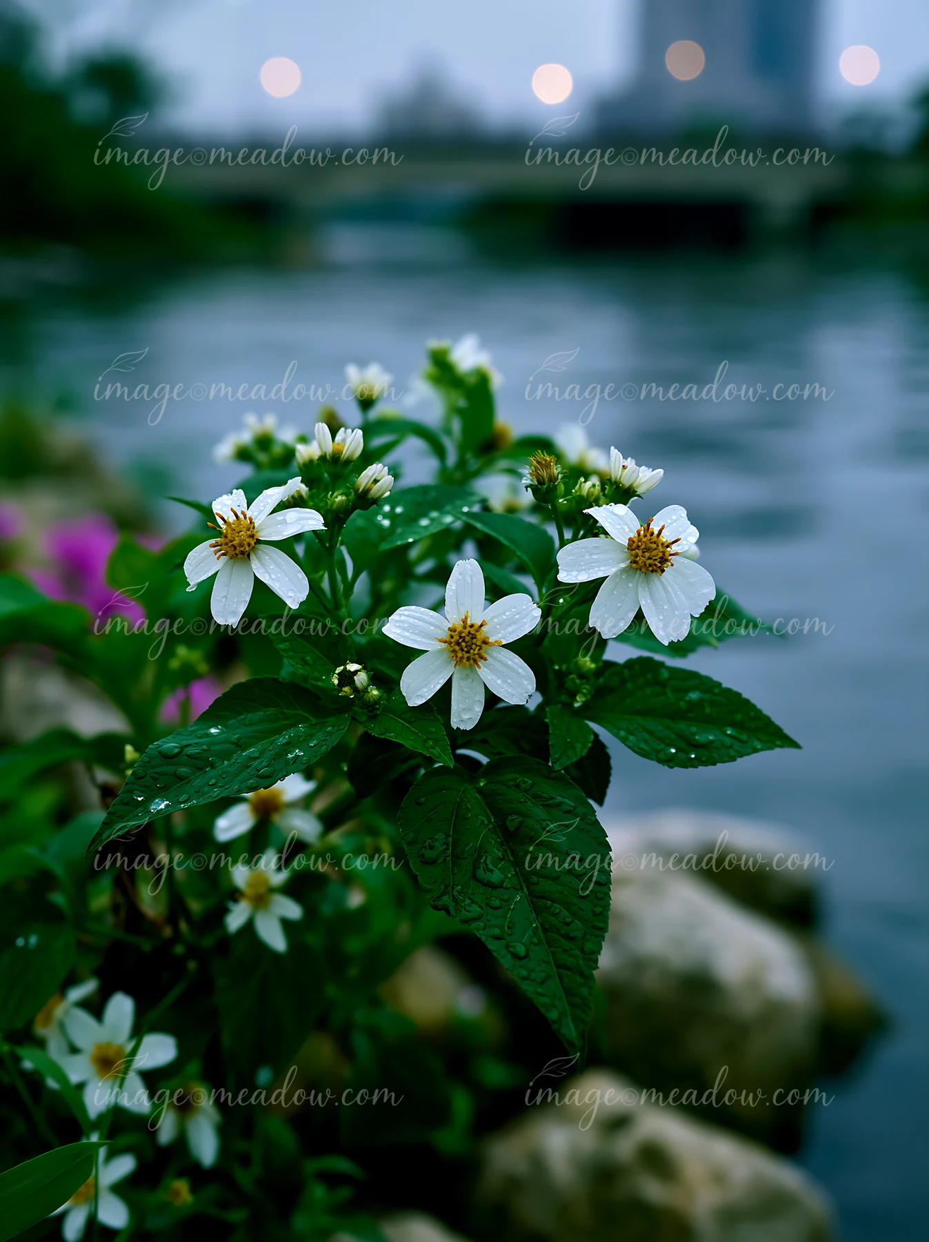 Bright white flowers with green leaves grow near a riverbank after rain.