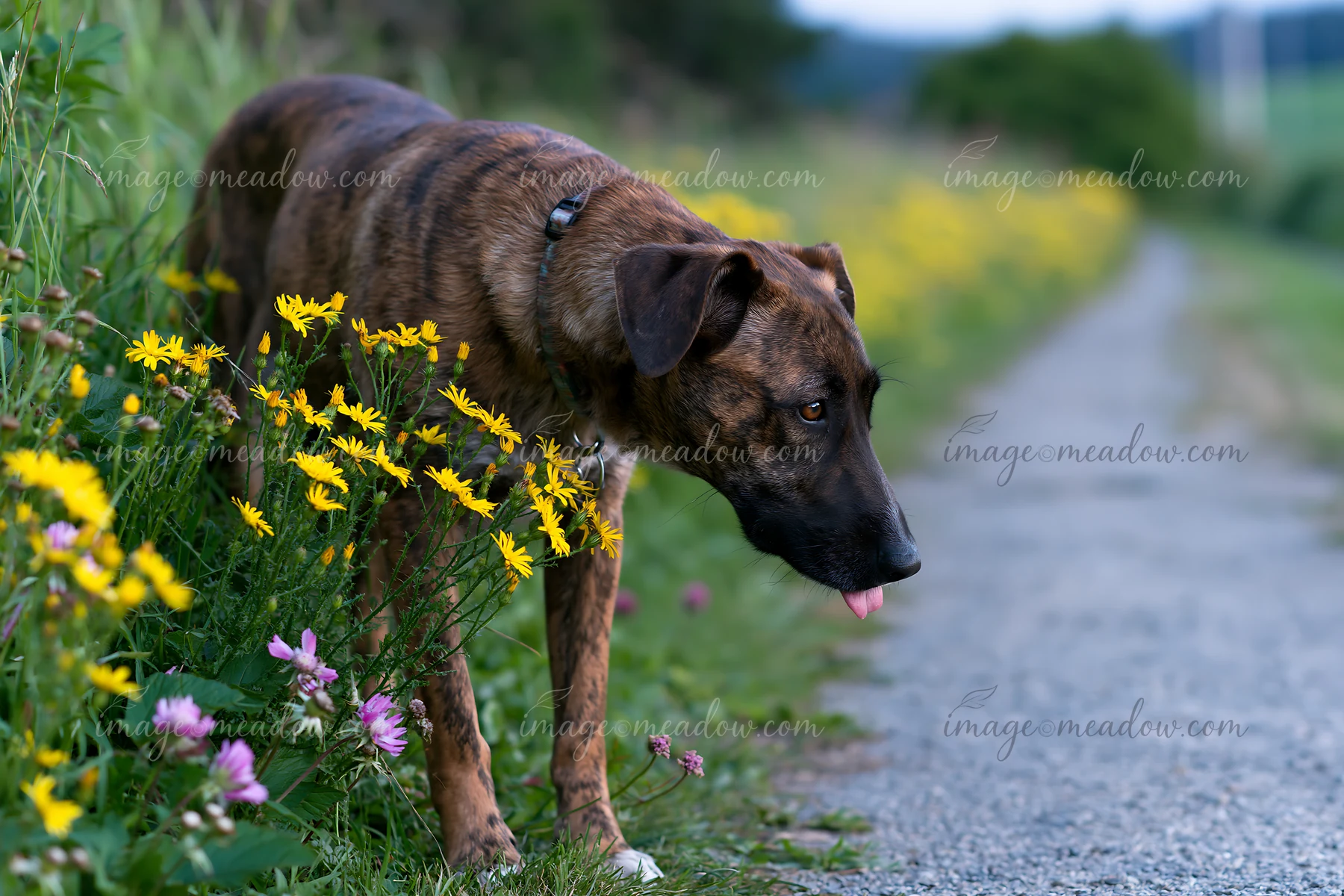 Brindle-coated dog sniffs yellow wildflowers beside a gravel path in a green rural landscape.