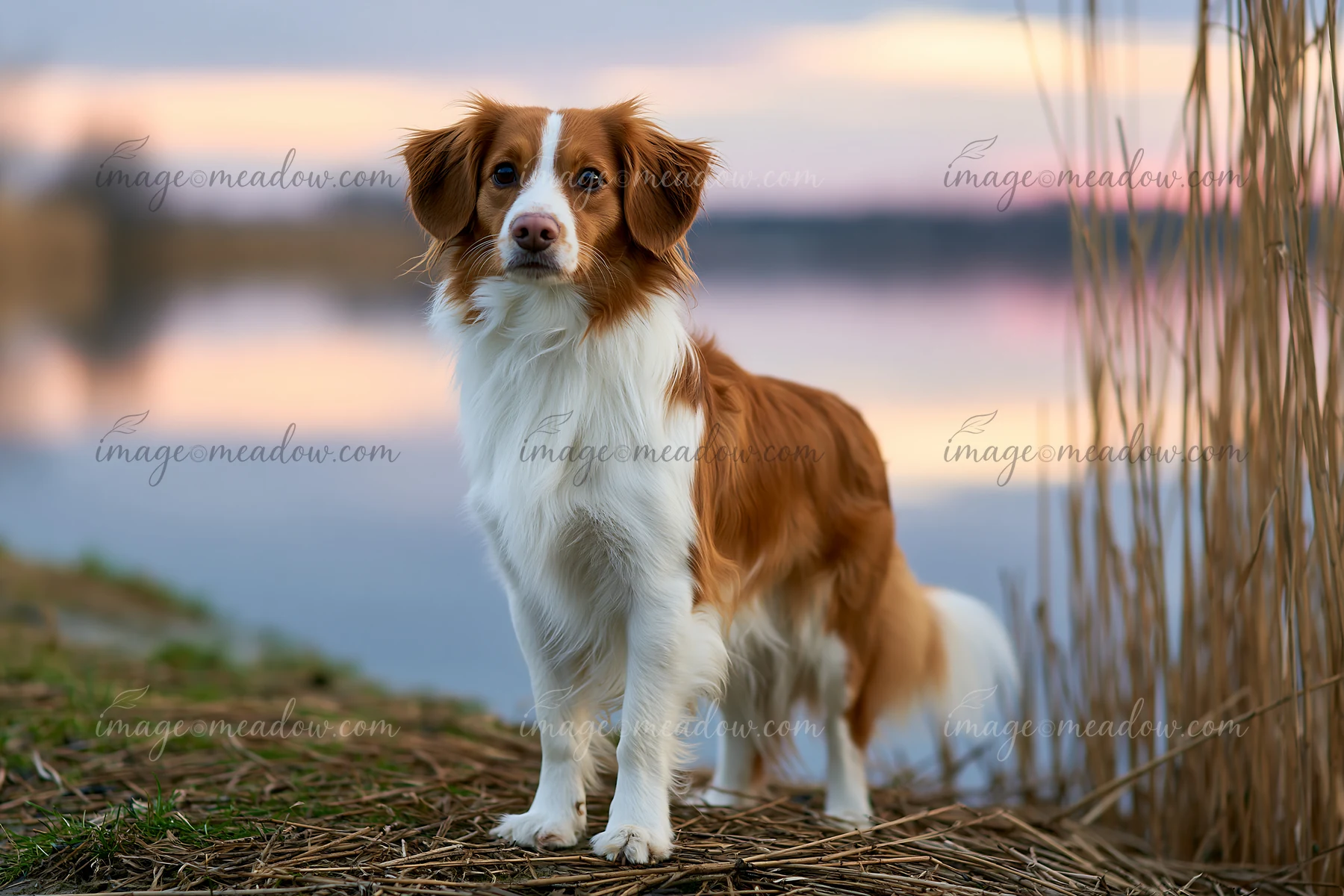 Brown and white dog looks at the camera while standing beside a calm lake and tall reeds.