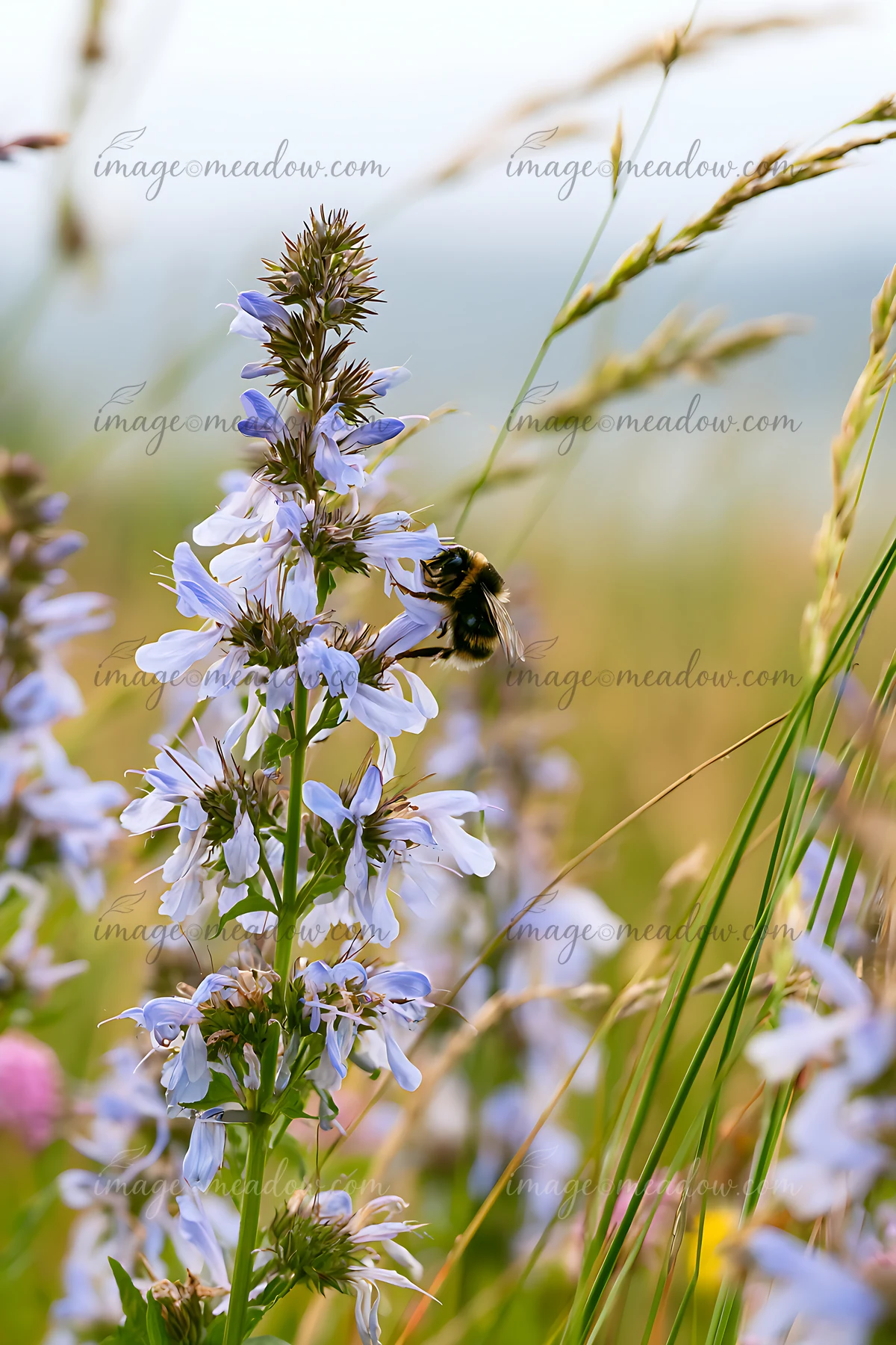 Bumblebee collecting nectar from pale blue flowers in a softly blurred meadow