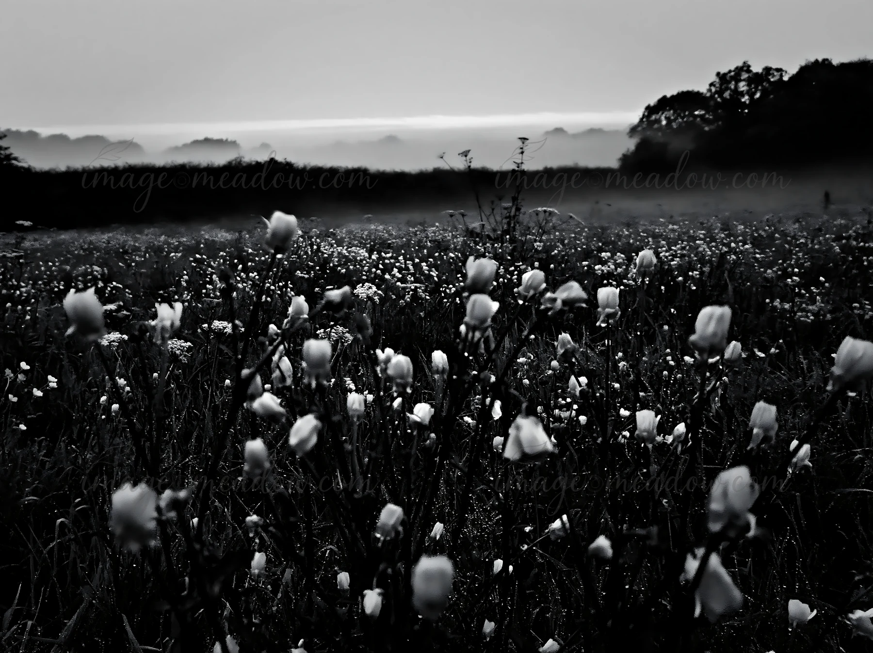 A field of buttercup flowers stretches across the land under misty conditions. Distant hills are visible in the background, creating a soft horizon. Morning lig