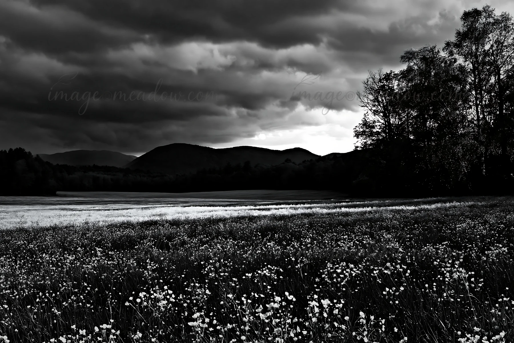 A meadow filled with buttercup flowers stretches across the landscape, with dark clouds looming overhead. Distant hills create a backdrop to this natural scene,