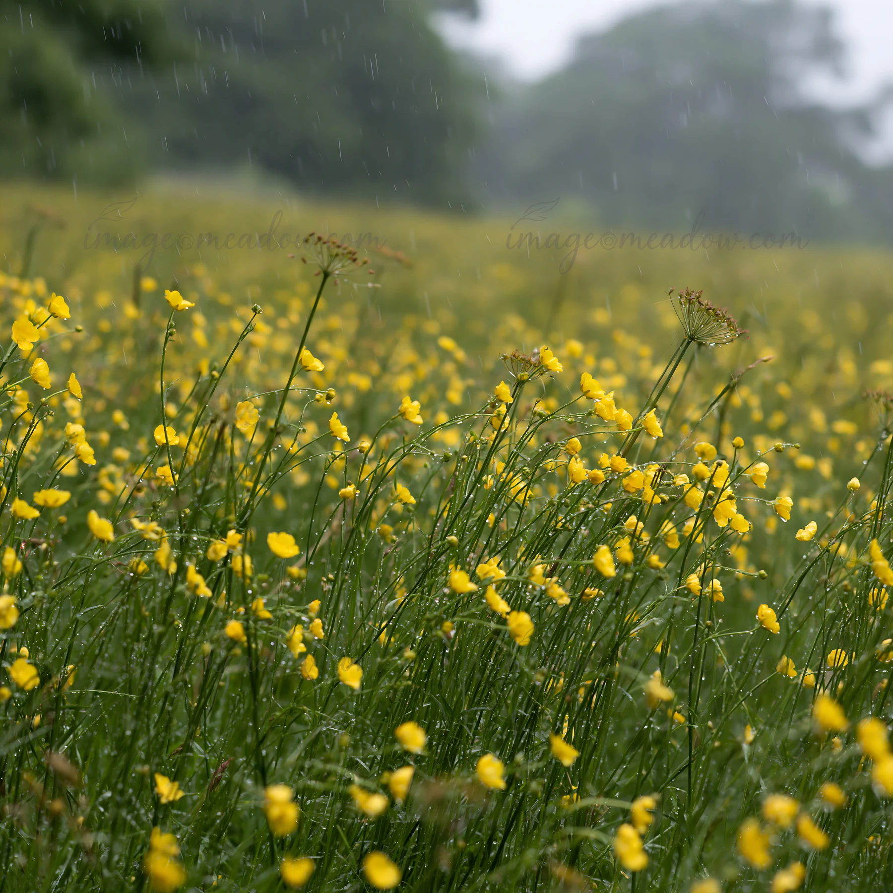 A field filled with bright yellow buttercup flowers is shown under gentle rain. The grass sways slightly as the rain falls. The backdrop features trees shrouded