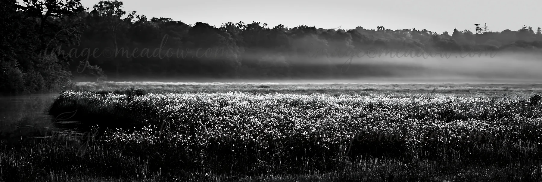 Morning light reveals a buttercup meadow with a blanket of mist. The scene captures the landscape in black and white, showing the field's texture and shape agai