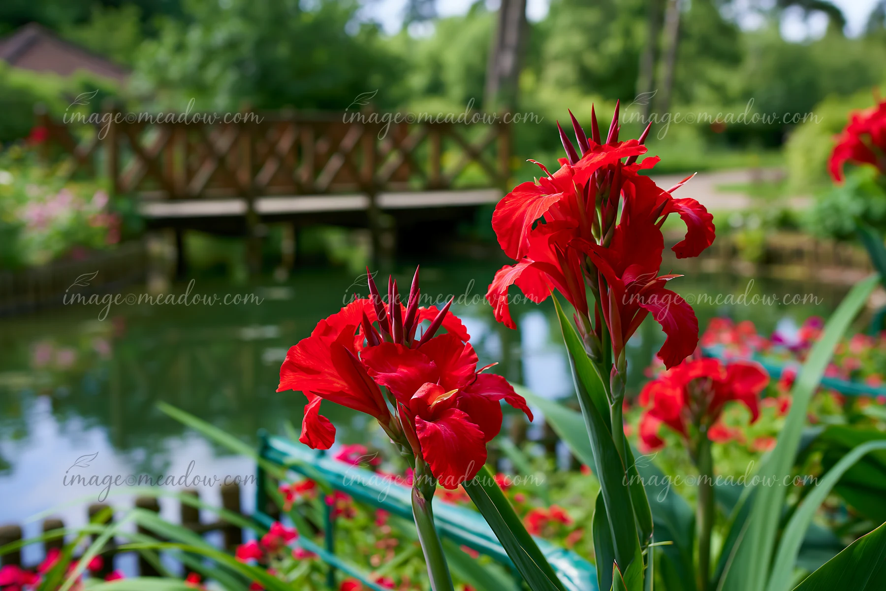 Canna lily flowers by pond grow near a wooden bridge in a garden setting.