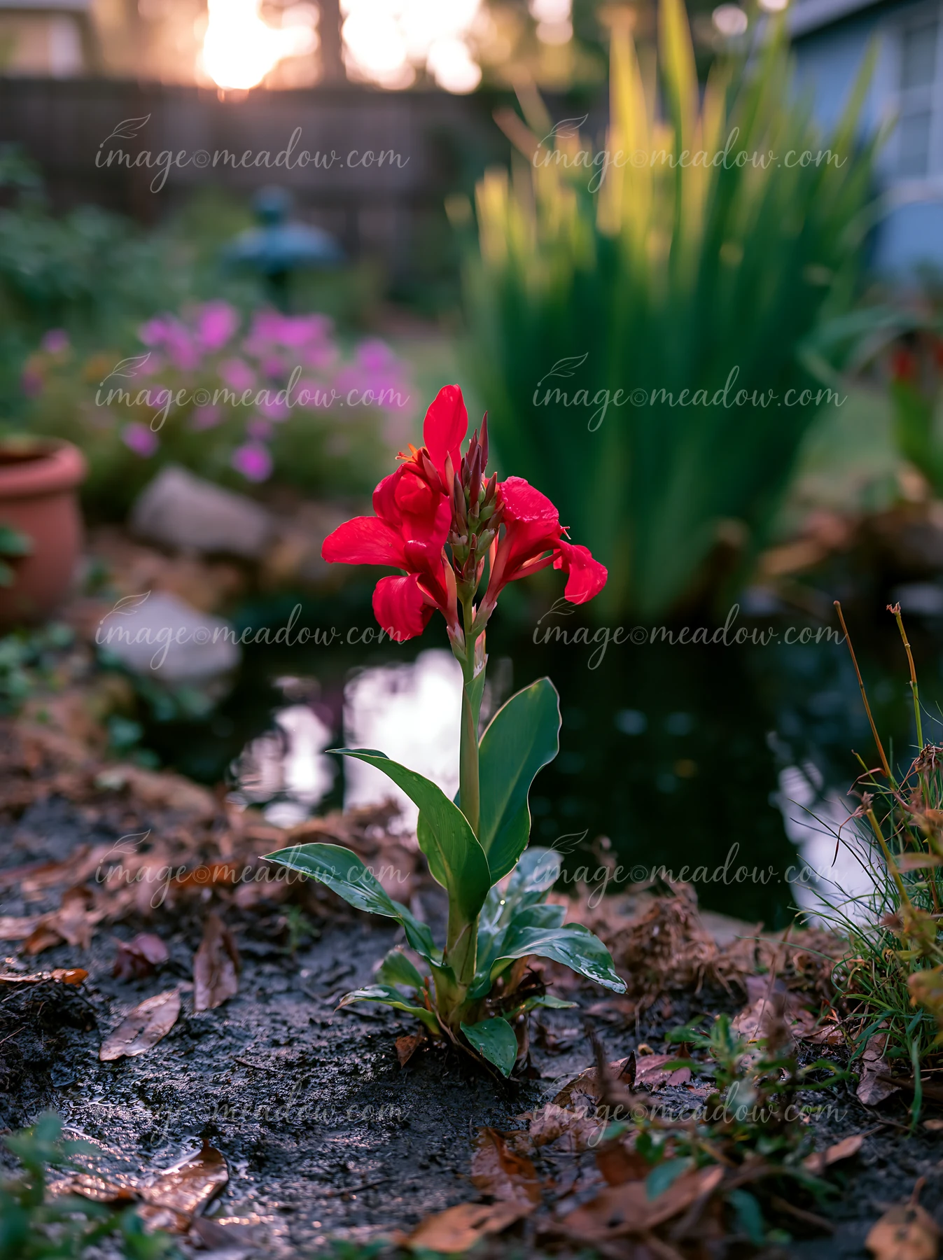 Canna lily flowers grow near a pond, surrounded by green plants and colorful blooms.