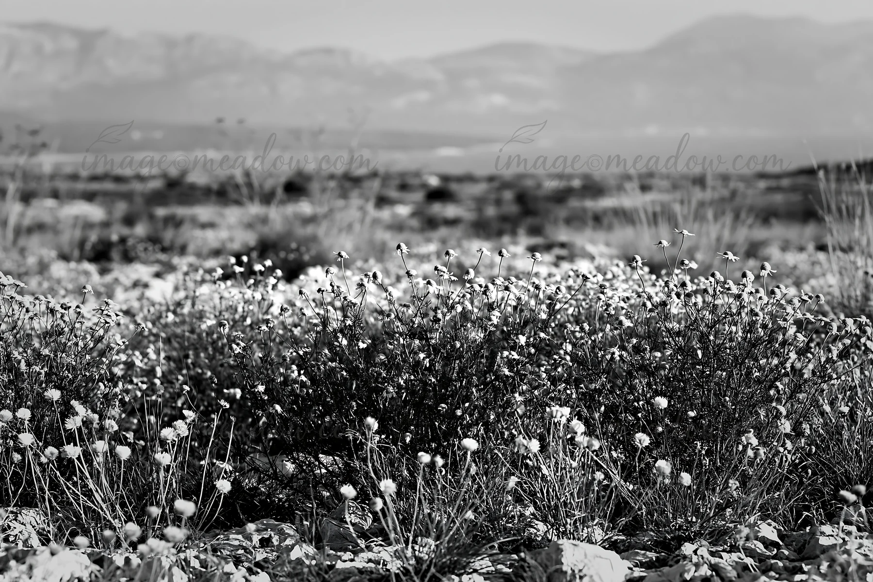 Chamomile flowers grow in a meadow with mountains in the background. The scene is shot in black and white, showcasing the natural beauty of the landscape. Perfe