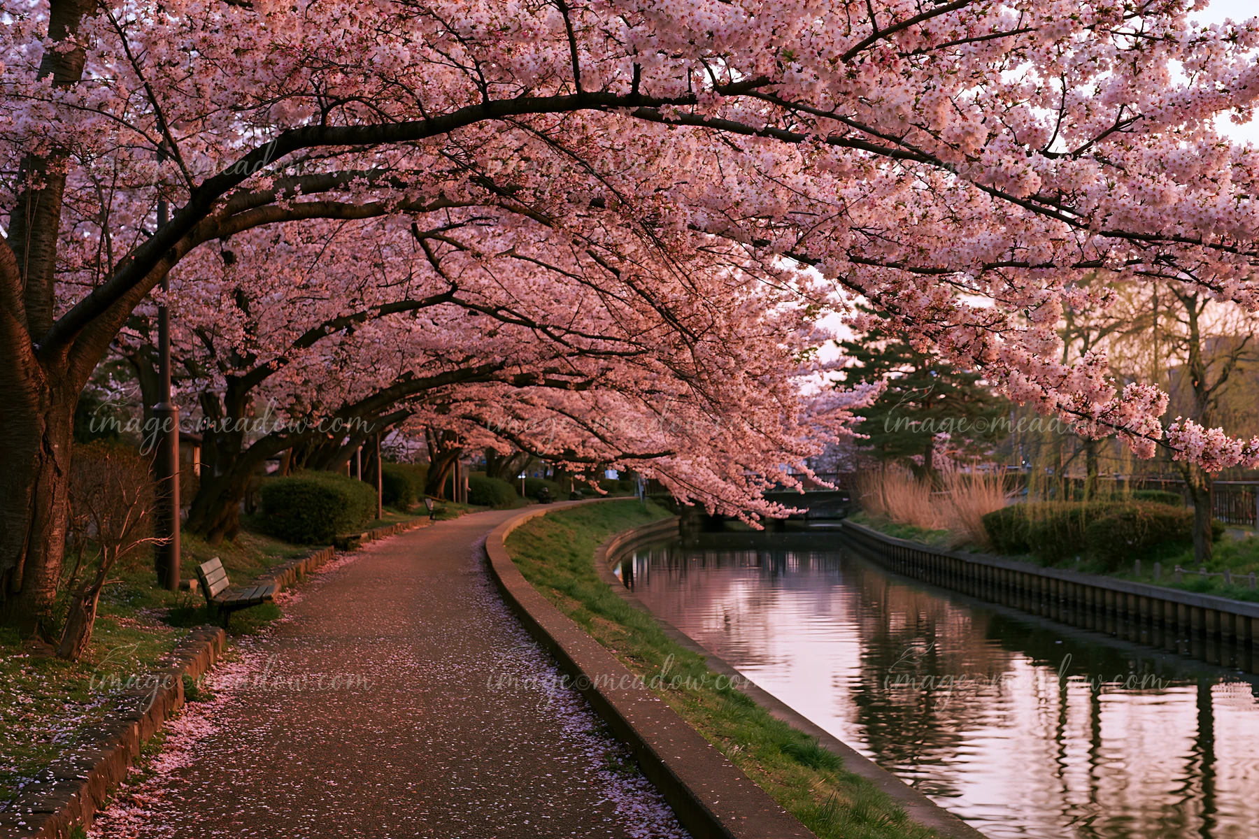 Cherry blossom tunnel in Japan creates a beautiful path beside a calm canal.