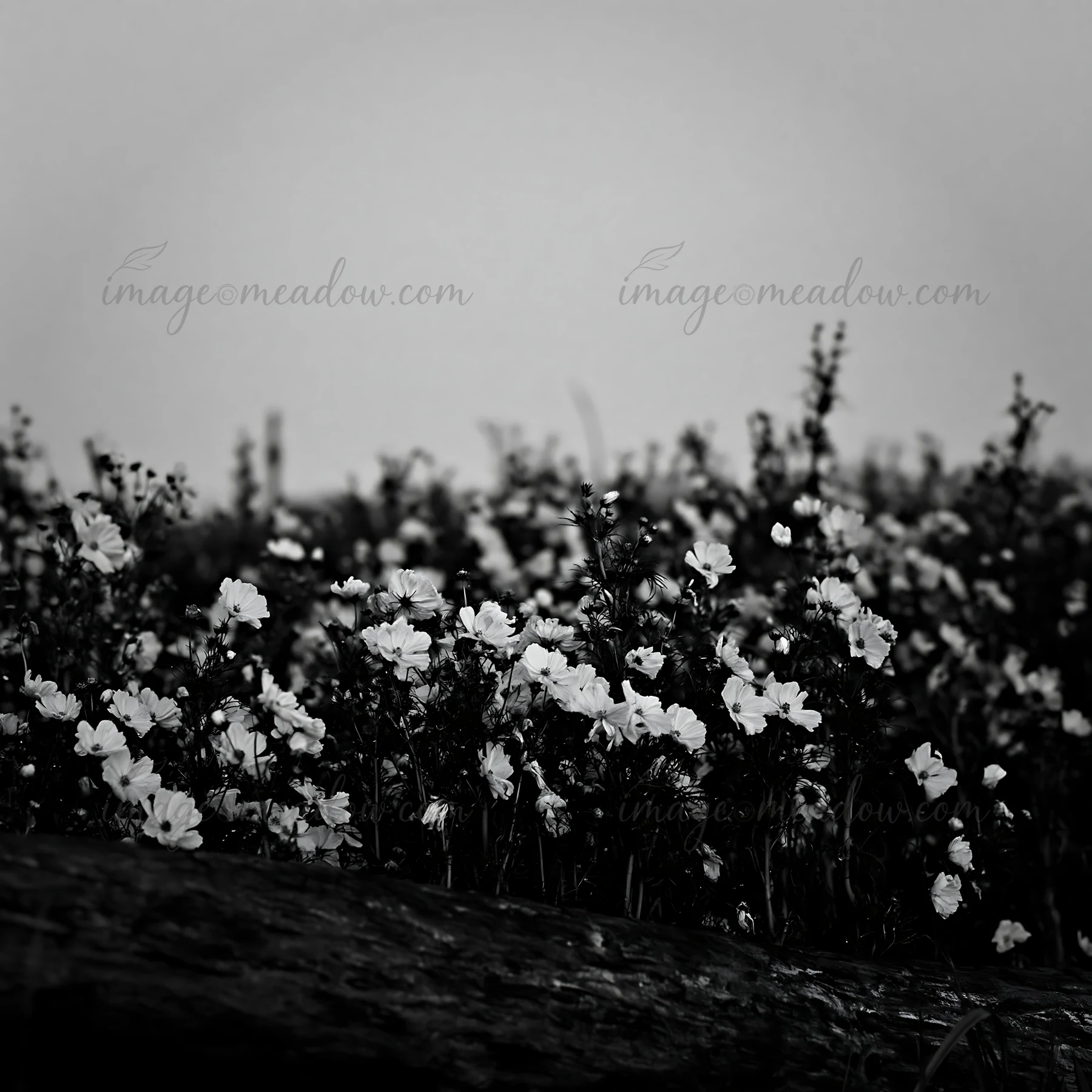 Vibrant flowers exist in a meadow setting near Chiba, with driftwood lying in the foreground. The light casts a soft glow over the blooms as the day transitions
