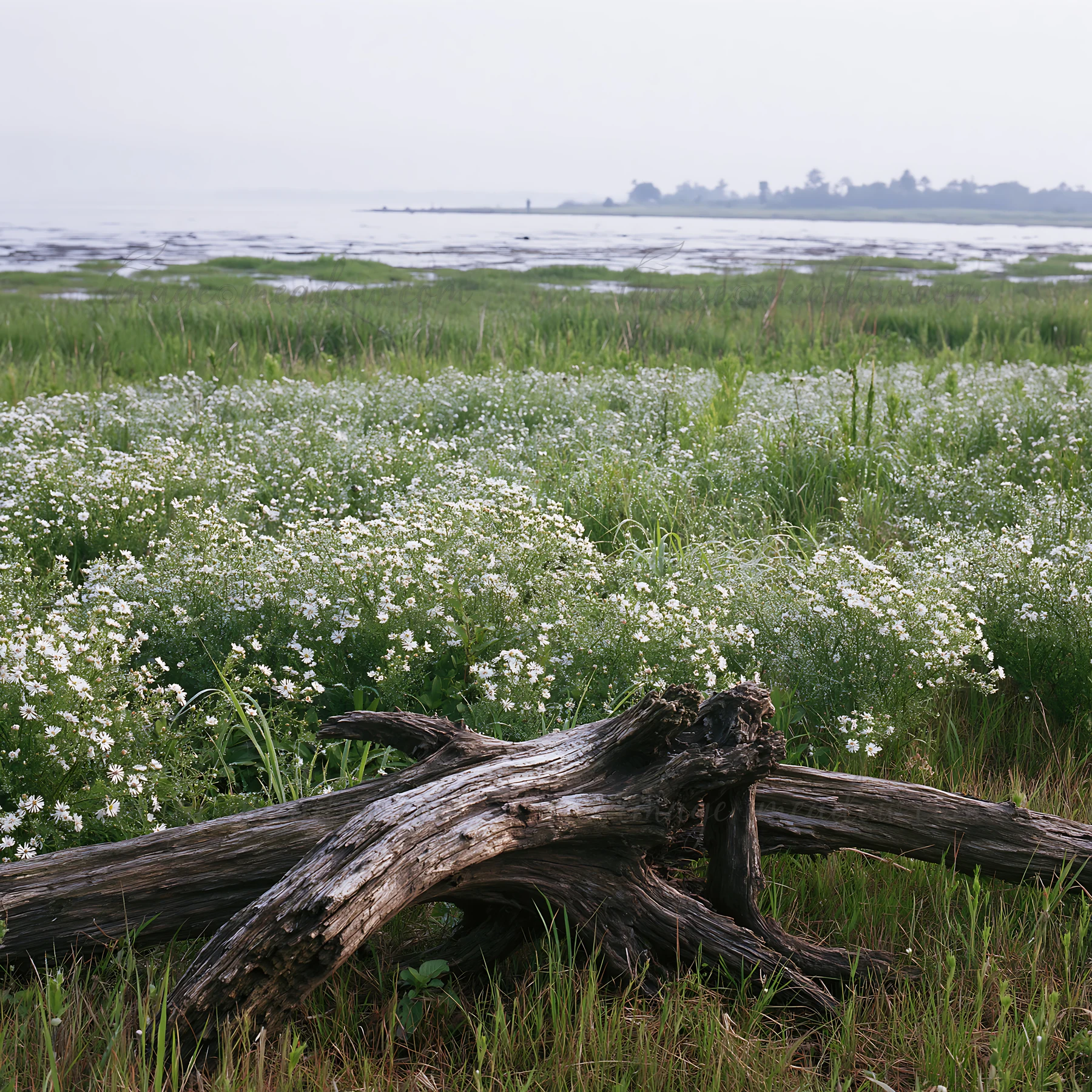 The scene shows driftwood in the foreground of a meadow filled with white flowers. The coastal area of Chiba is visible in the background with calm water and gr