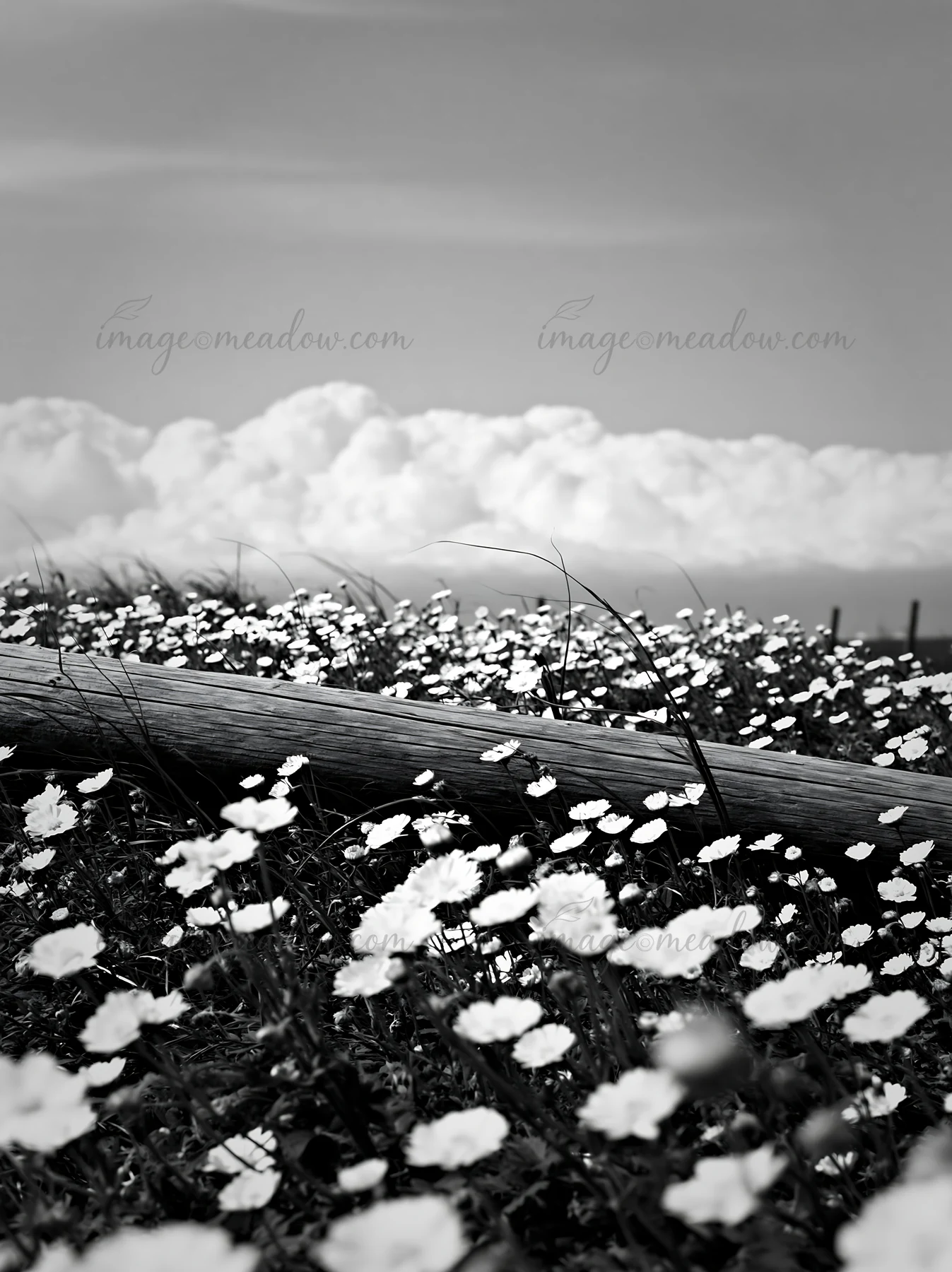 The scene shows a meadow in Chiba with white flowers and a piece of driftwood. The sky is blue with clouds in the background, creating a natural setting. Presen
